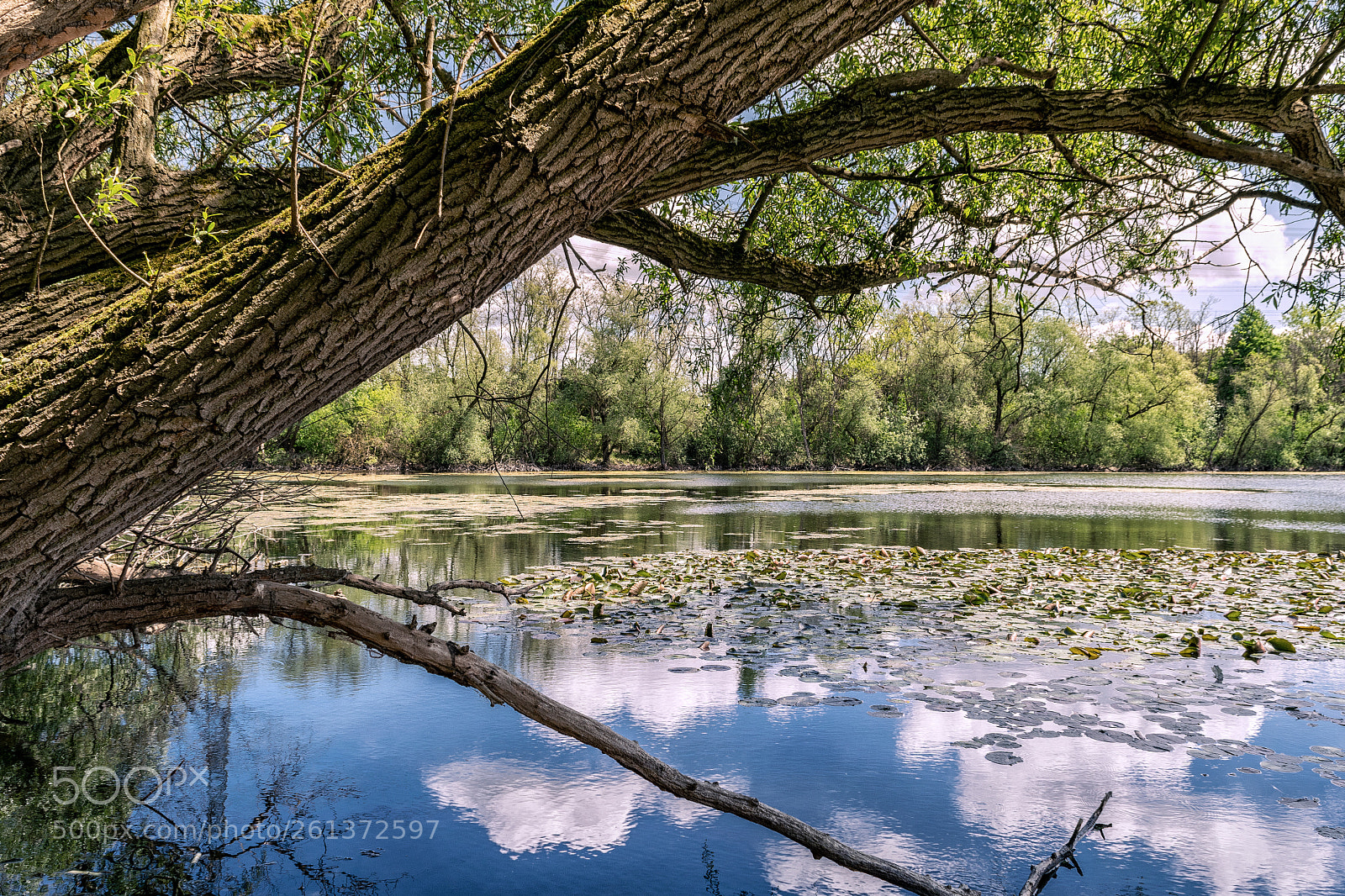 Nikon D3300 sample photo. Teich am braunshardter t photography