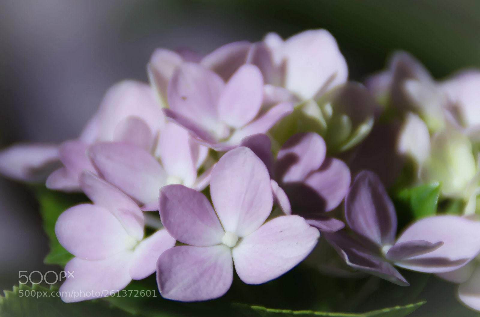 Nikon D5100 sample photo. The pink blossom photography