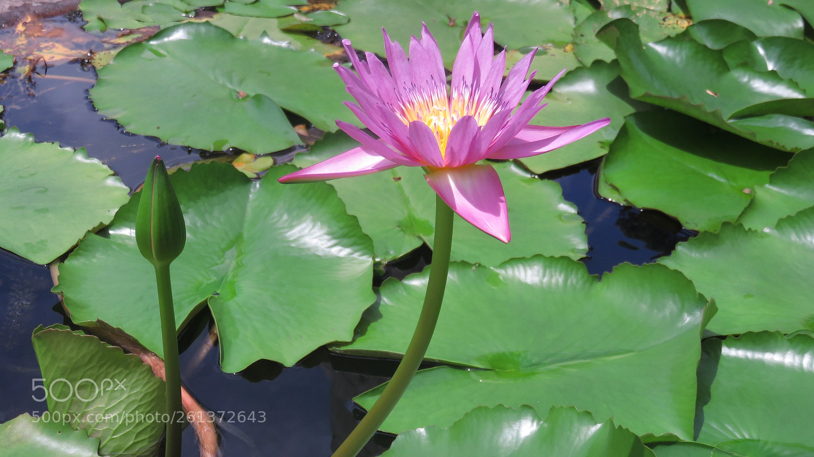 Canon PowerShot SX710 HS sample photo. Untitled photography