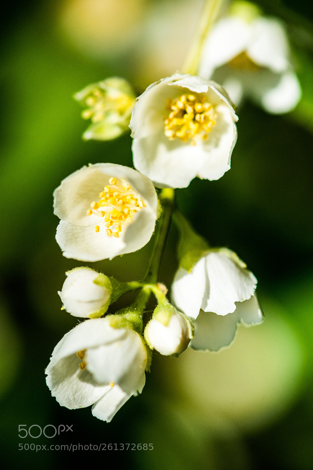 Nikon D7100 sample photo. Jasminum 8.6.2018 photography