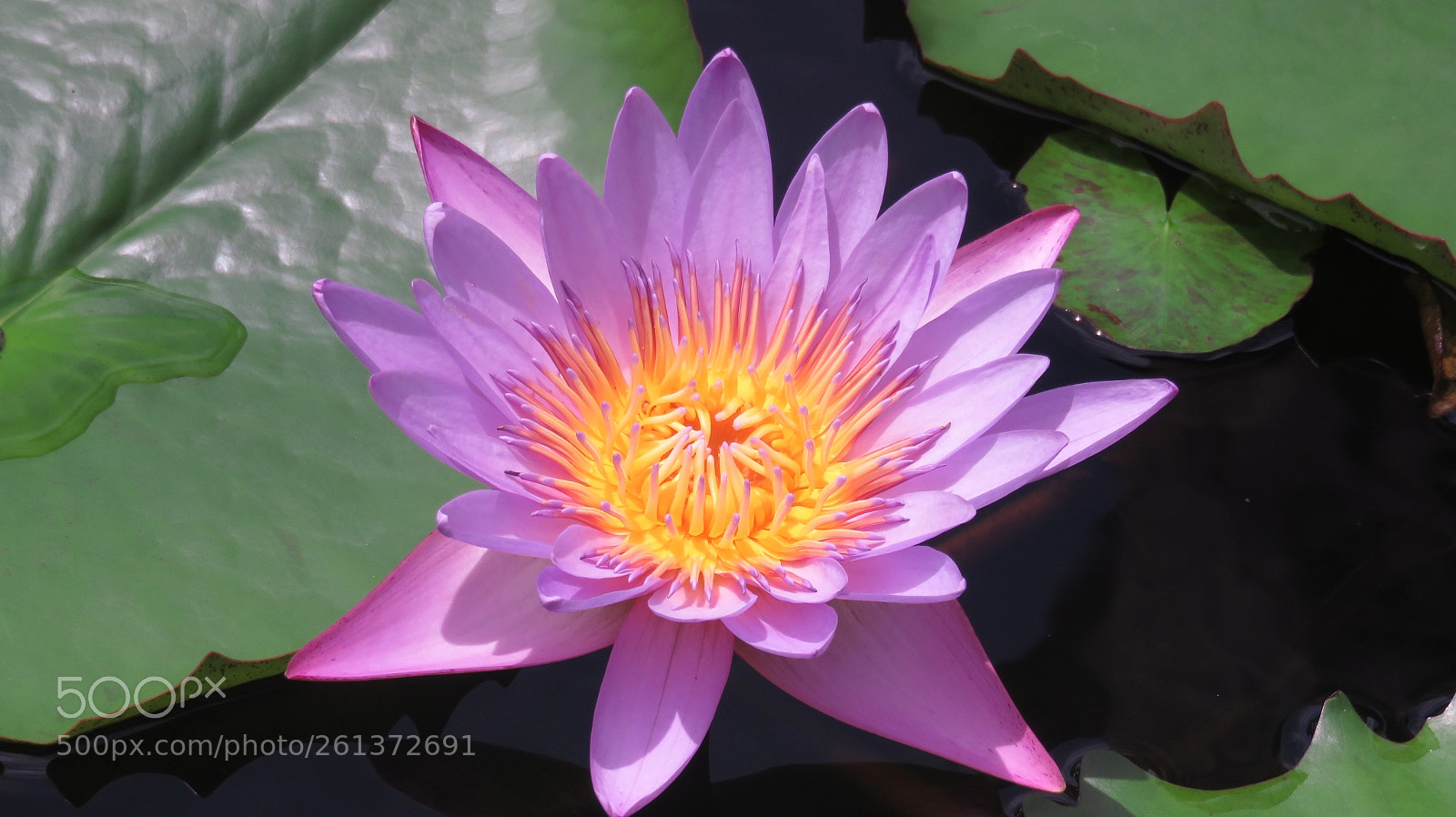 Canon PowerShot SX710 HS sample photo. Untitled photography