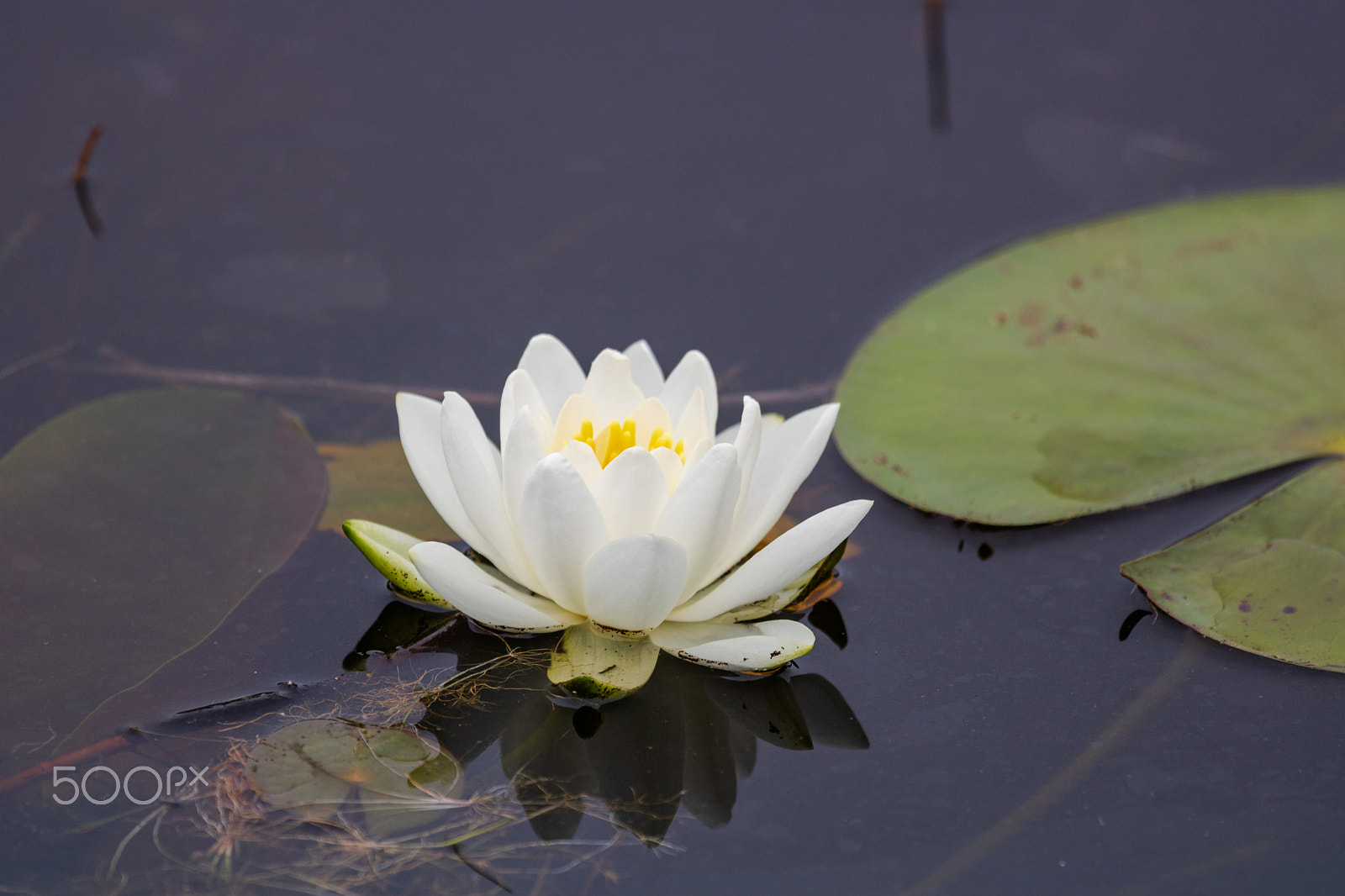 Canon EOS 750D (EOS Rebel T6i / EOS Kiss X8i) sample photo. Waterlily photography