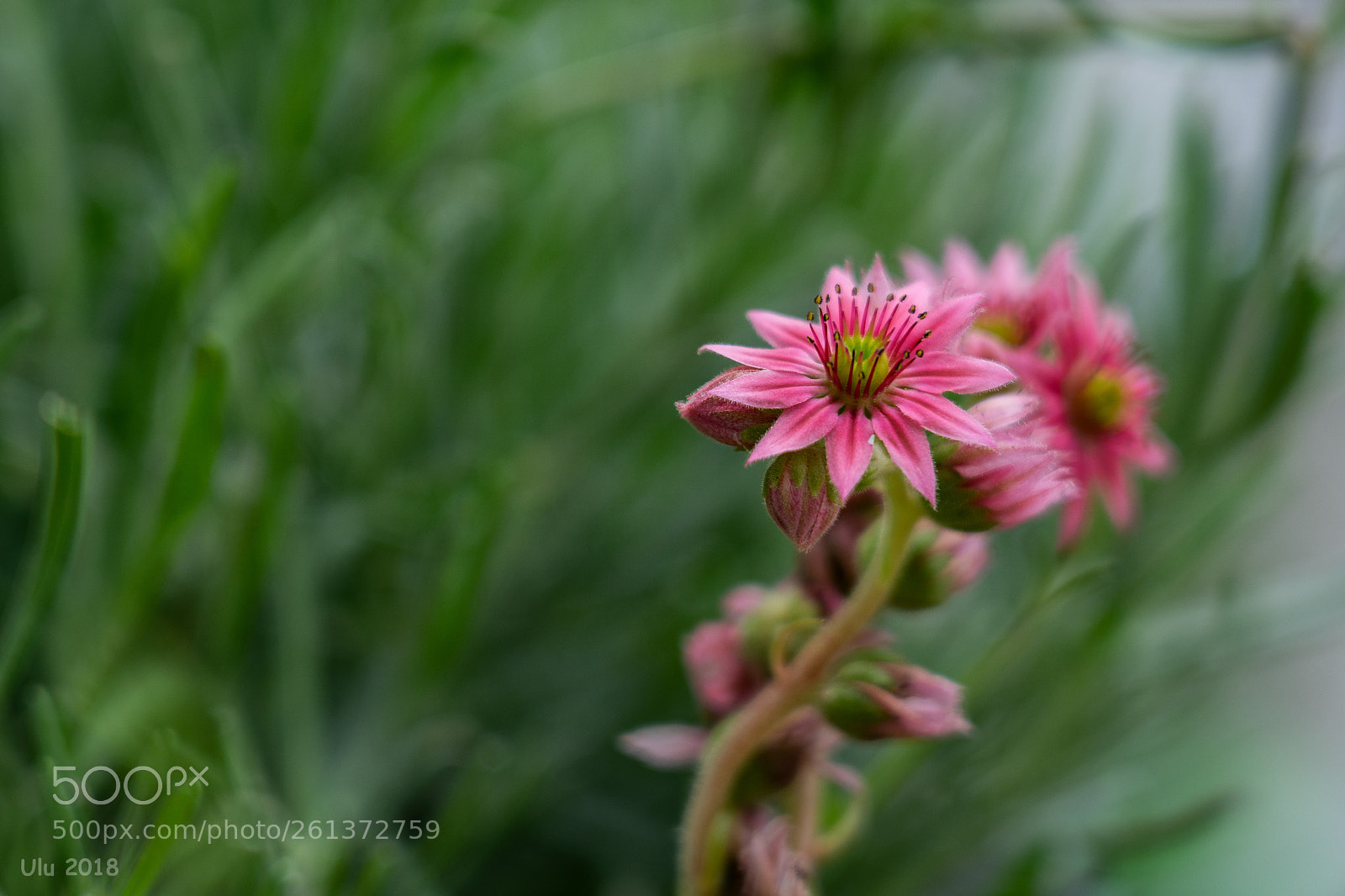 Sony a7 II sample photo. Pink photography