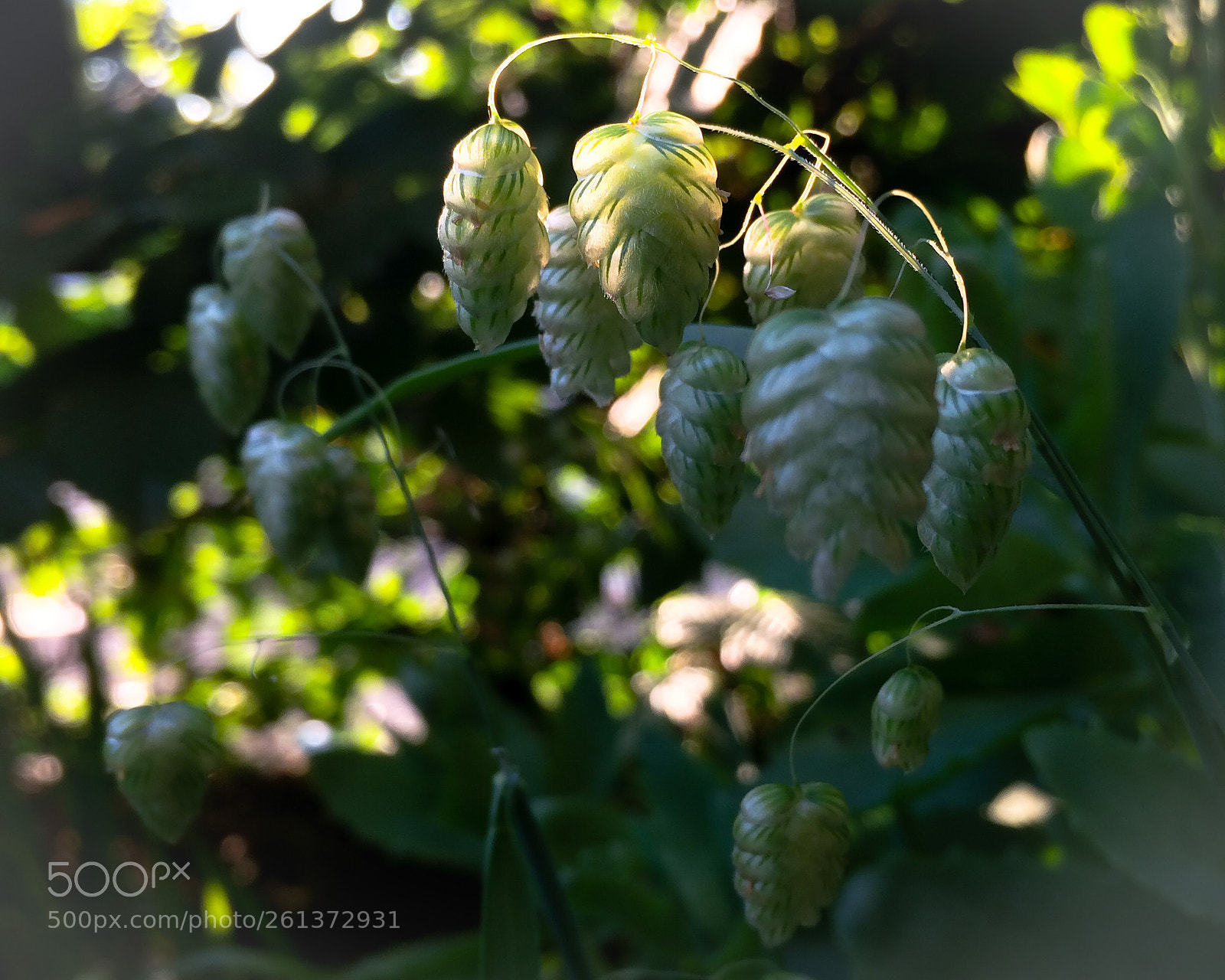Apple iPhone 5s sample photo. Quaking grass briza maxima photography