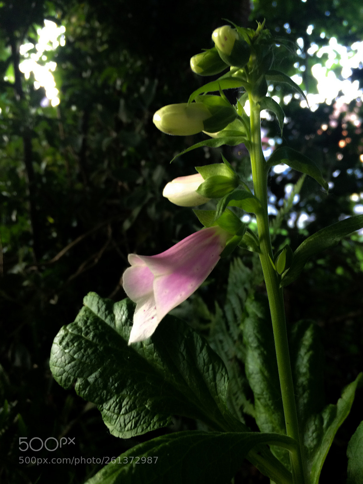 Apple iPhone 5s sample photo. Foxglove photography