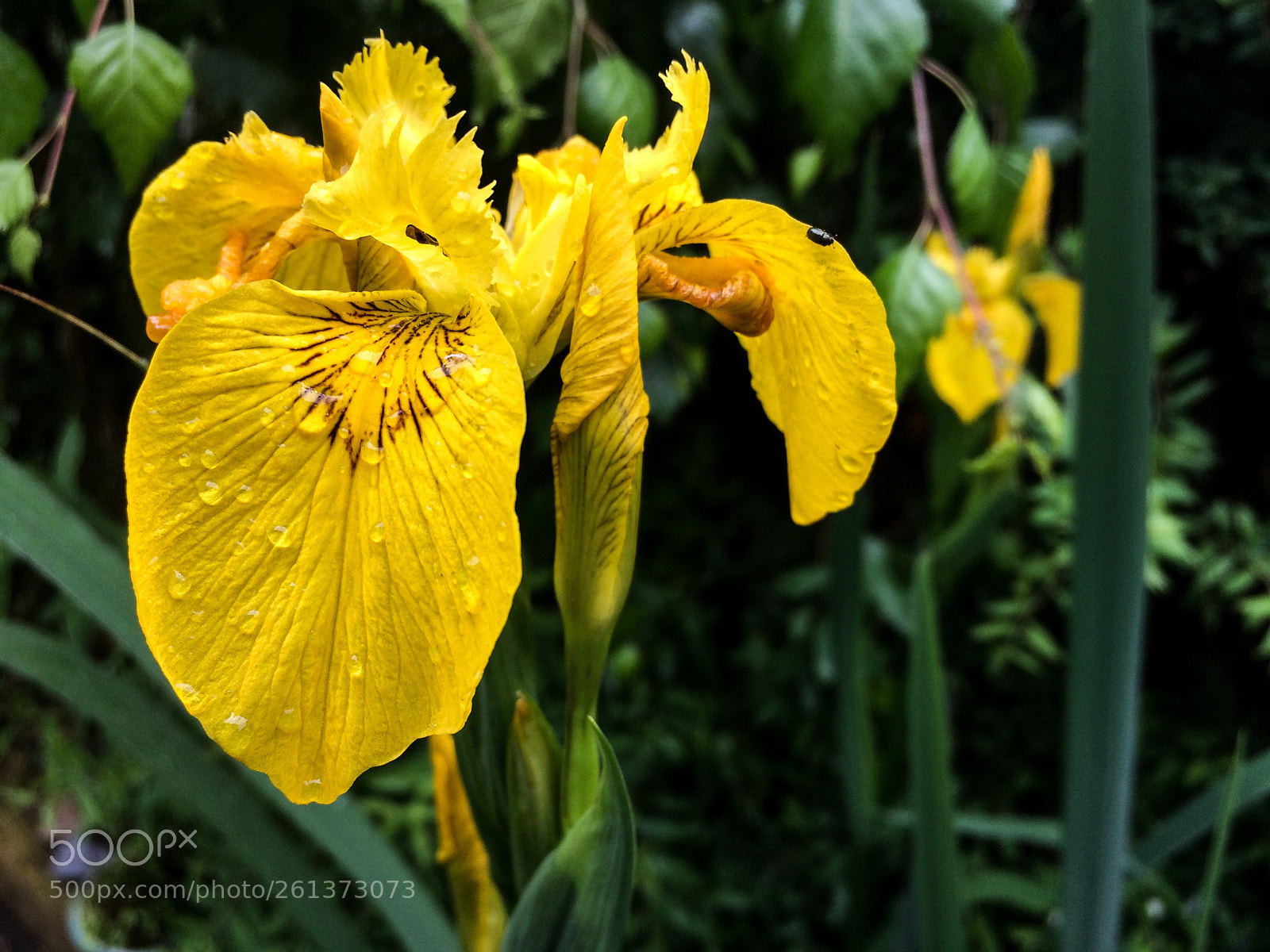 Apple iPhone 5s sample photo. Yellow flag iris photography