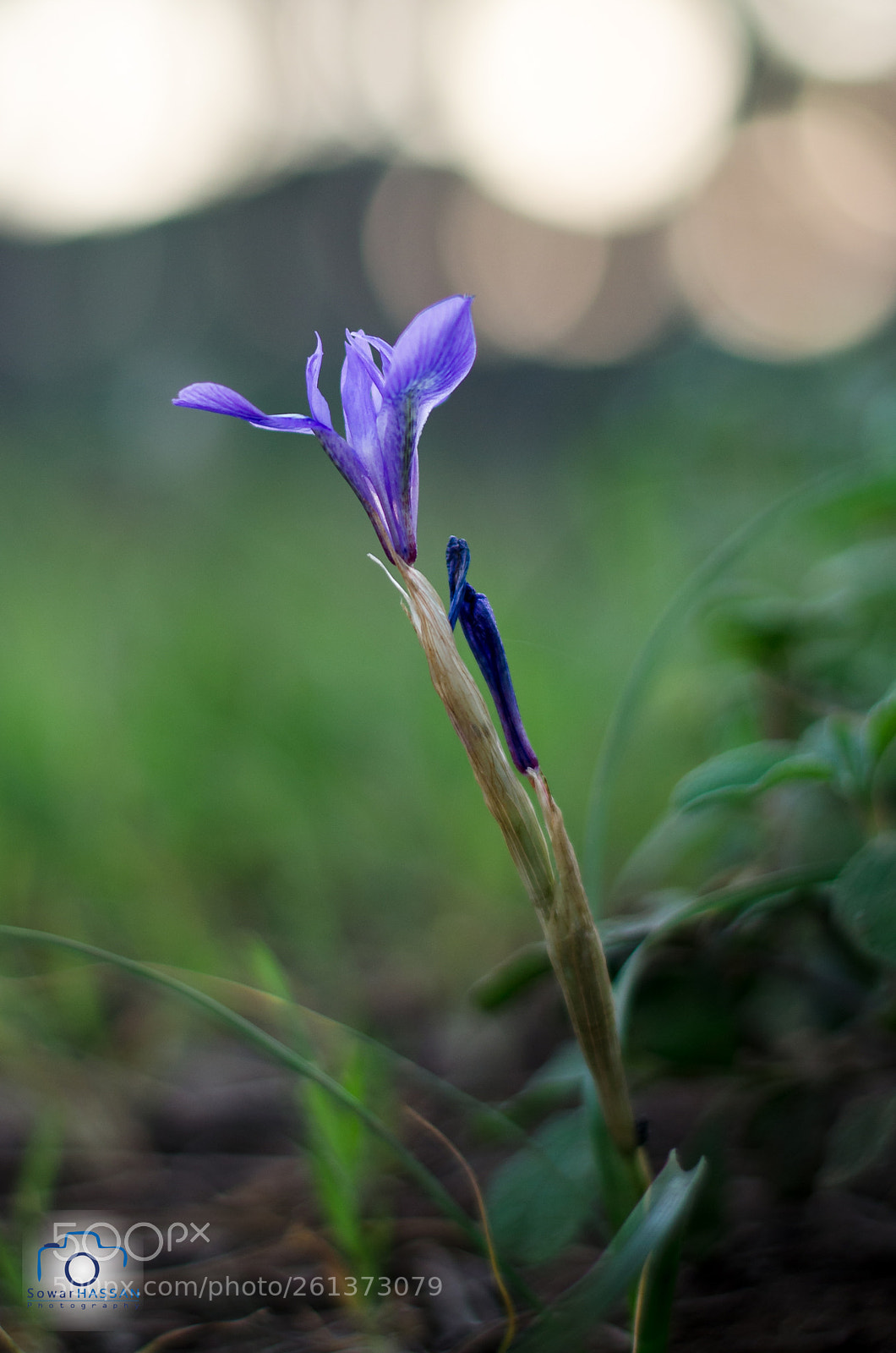 Nikon D5100 sample photo. Looking up photography