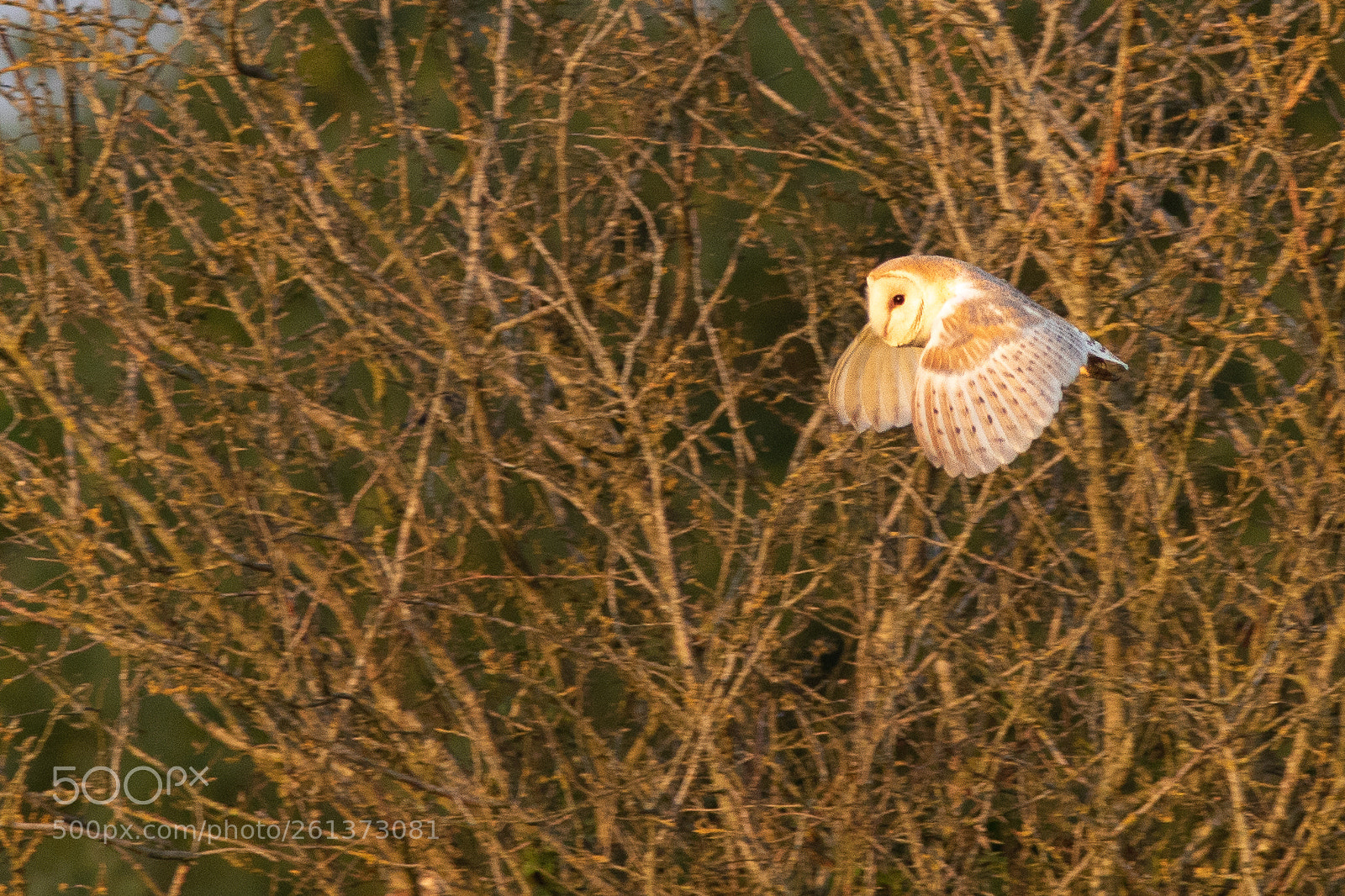 Canon EOS 5D Mark IV sample photo. Barn owl at sunset photography