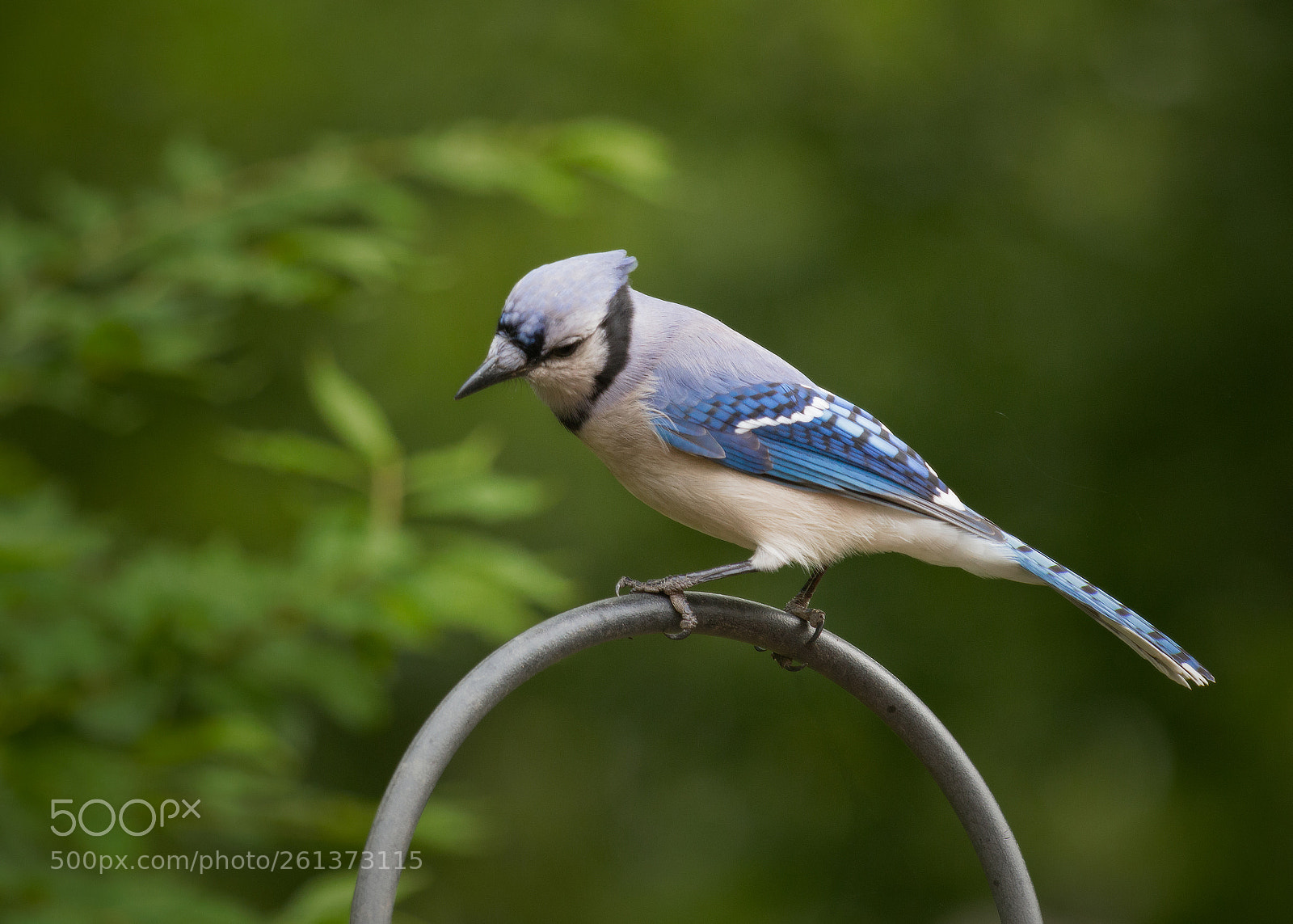 Canon EOS 80D sample photo. Checking out the feeder photography