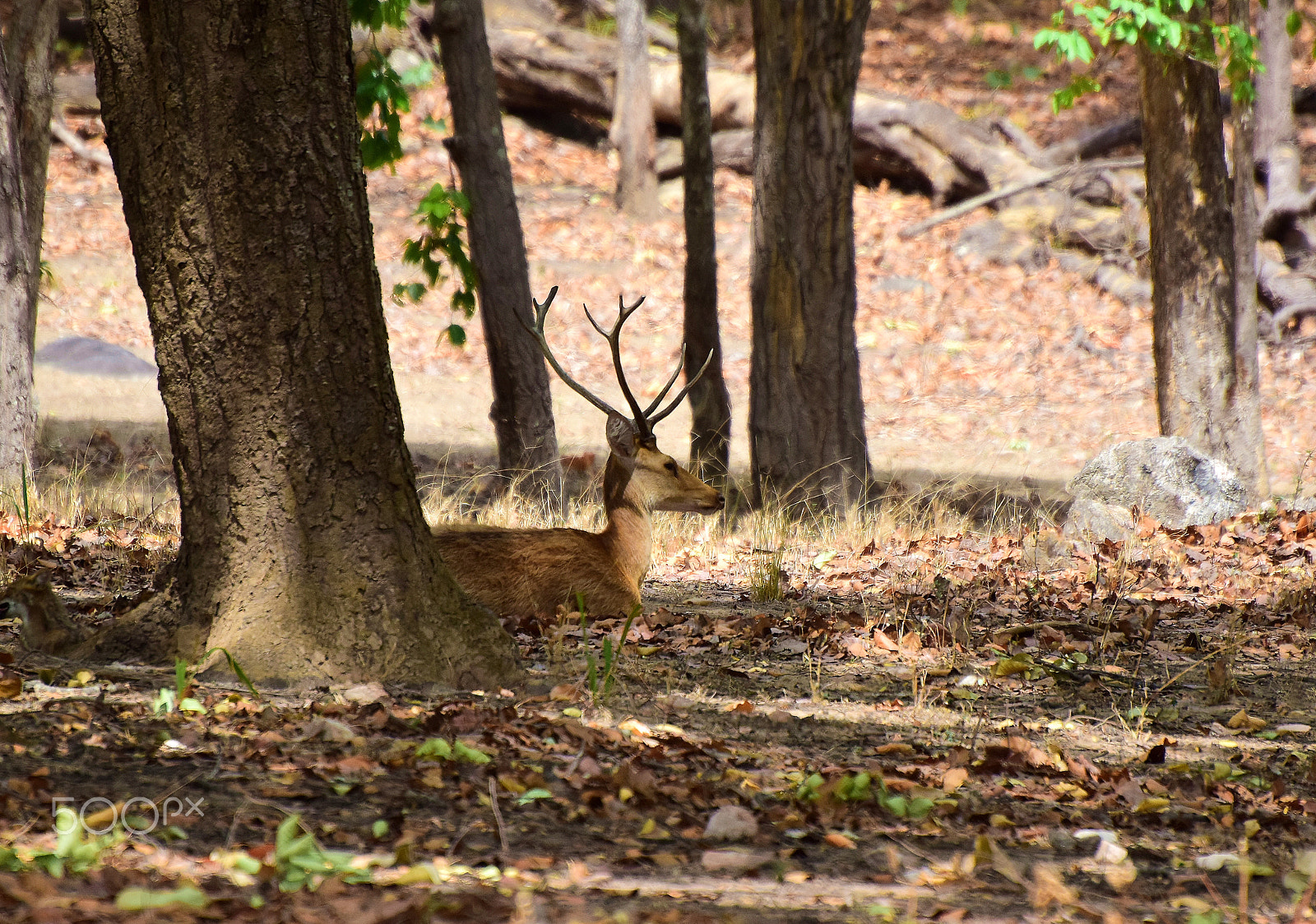 Nikon D5300 sample photo. :: id - baraha singha :: @ kanha tiger reserve. photography