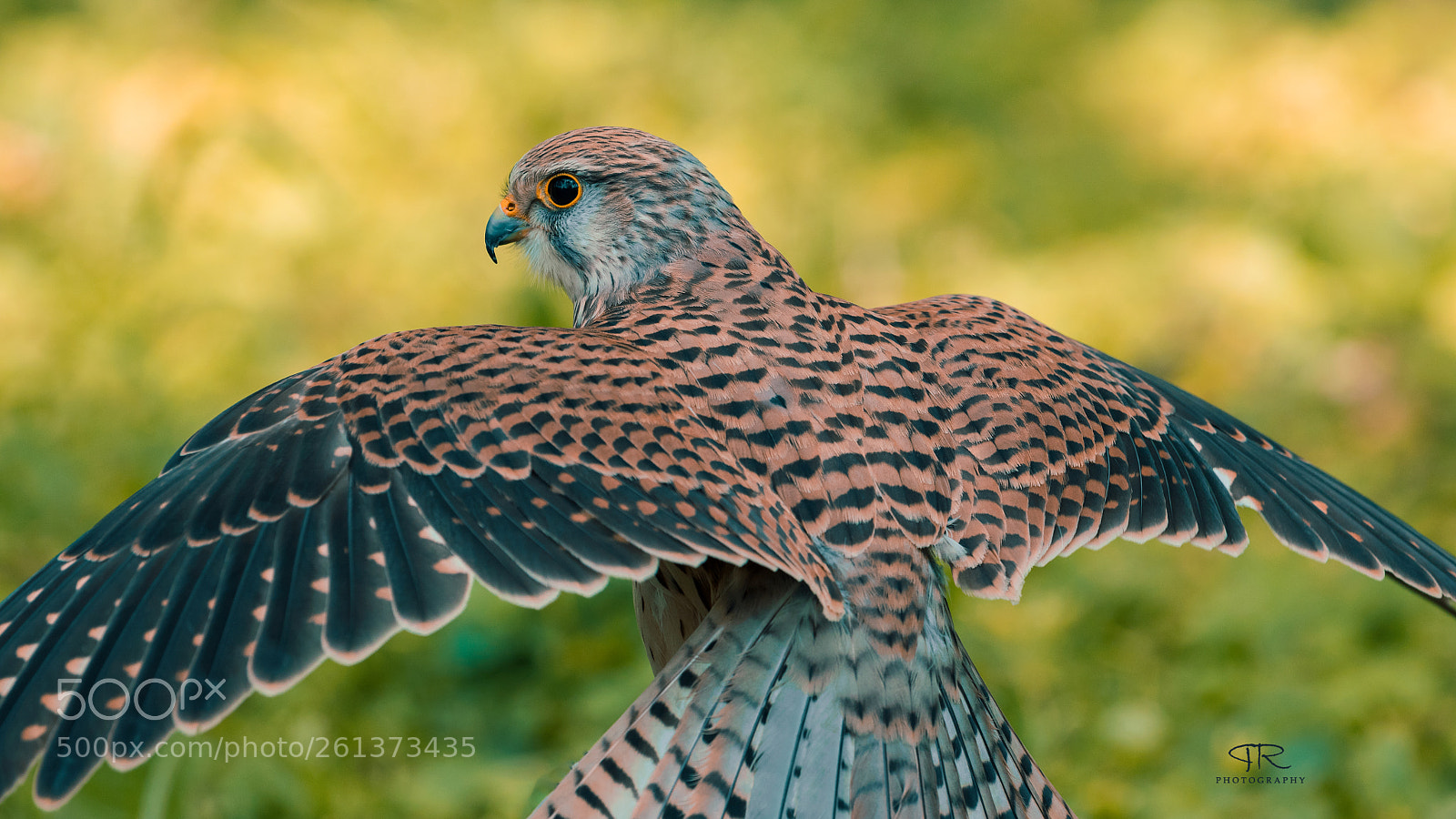 Canon EOS 80D sample photo. Falco tinnunculus photography