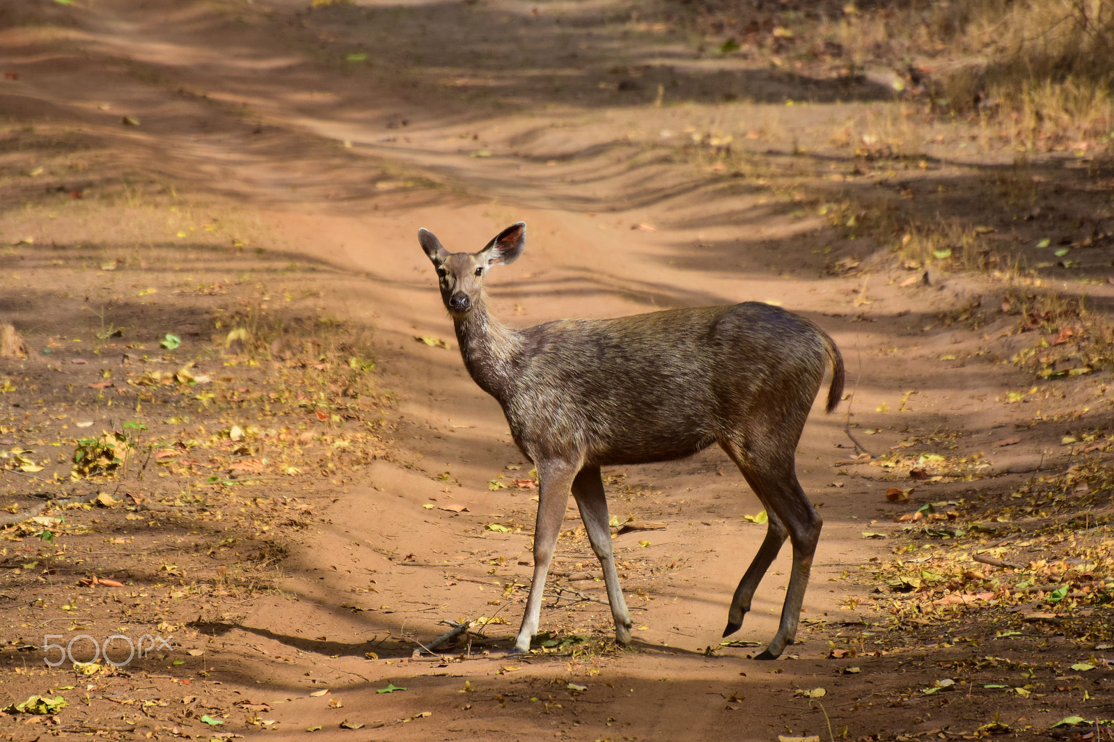 Nikon D5300 sample photo. :: id - sambhar deer @ kanha tiger reserve :: photography