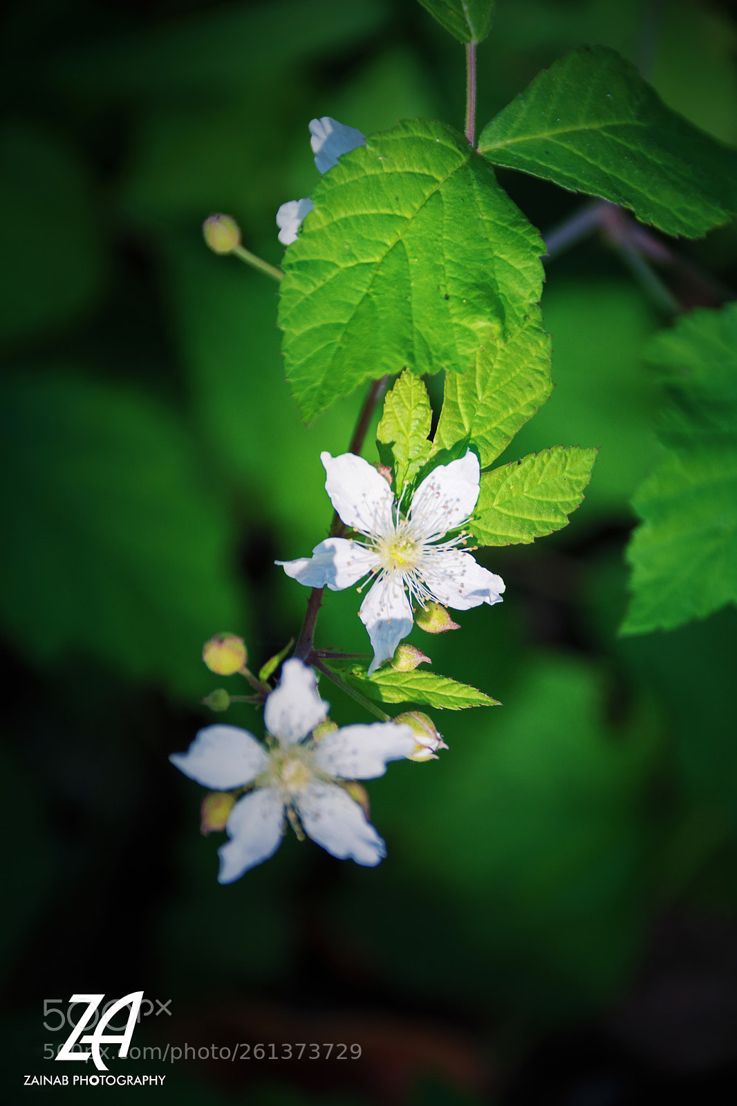 Nikon D5200 sample photo. Lovely tiny photography