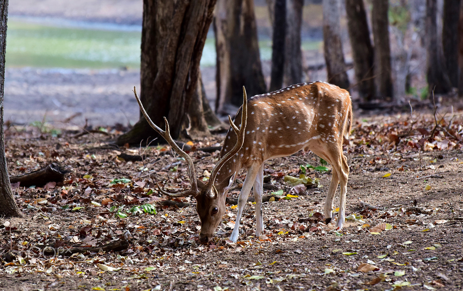 Nikon D5300 sample photo. Spotted deer @ kanha tiger reserve 2018. photography