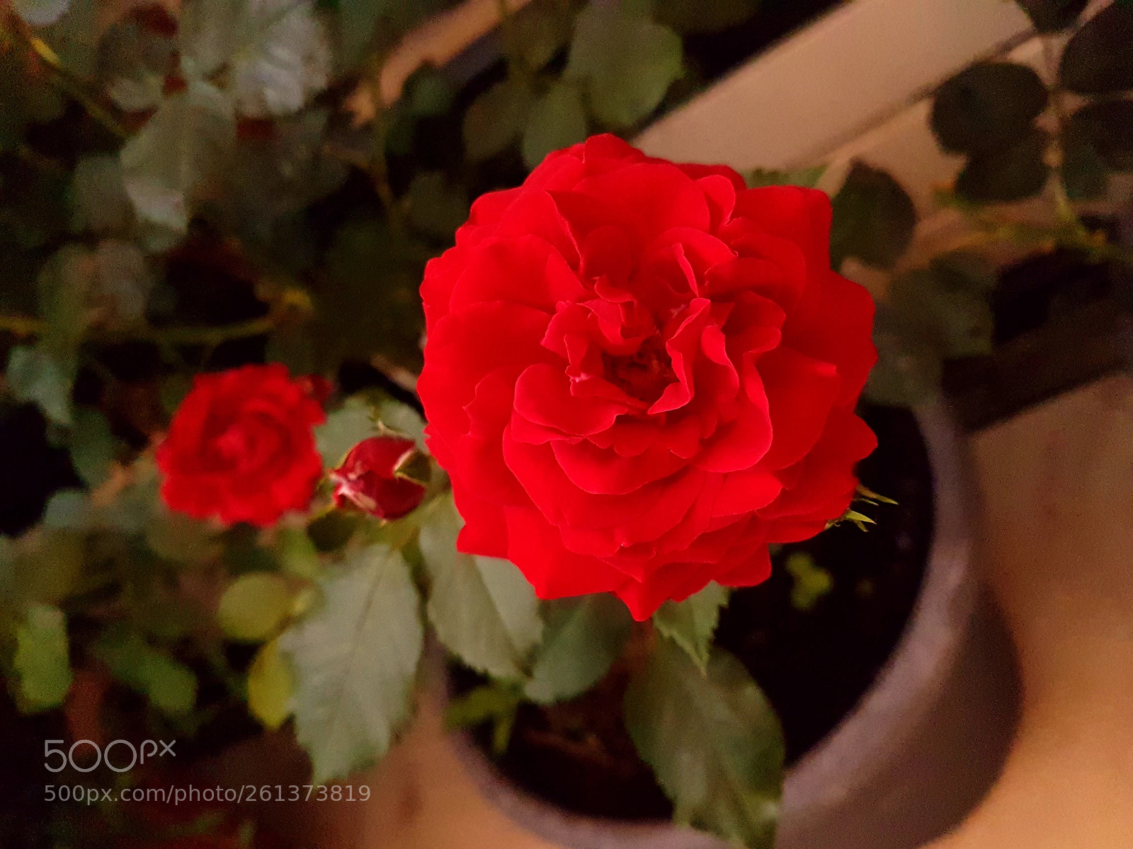 Samsung Galaxy S7 sample photo. Red rozes photography