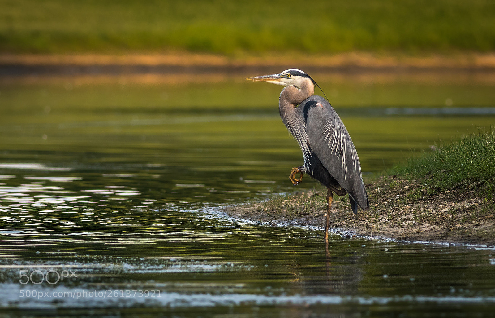 Nikon D500 sample photo. Great blue heron photography