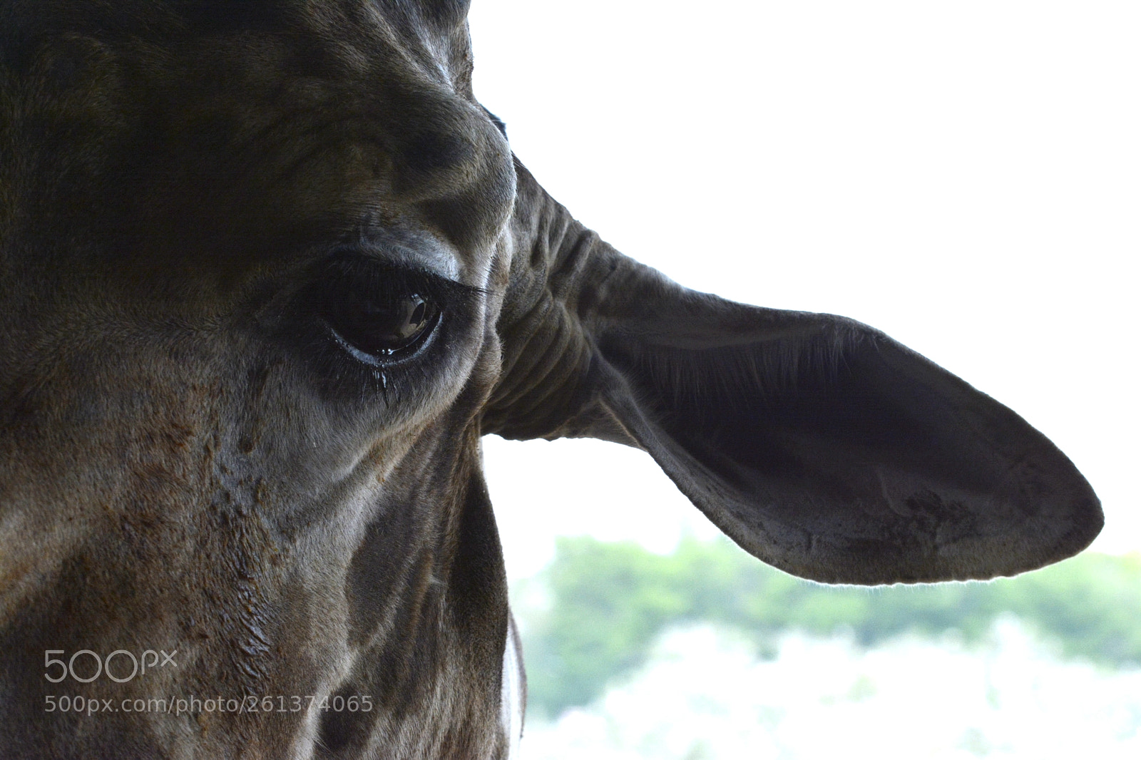 Nikon D7100 sample photo. Untitled photography