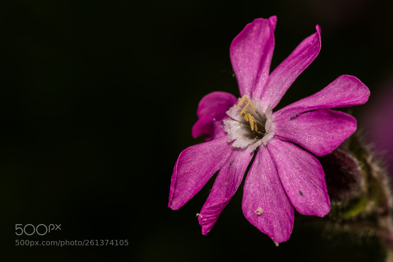 Nikon D7200 sample photo. The lone catchfly flower photography