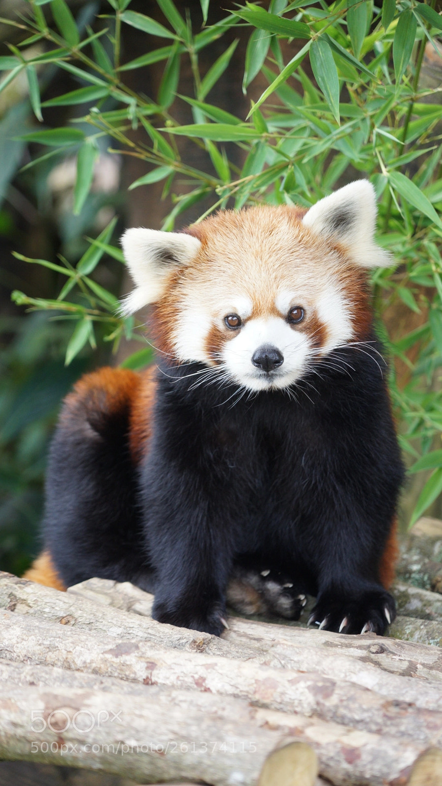 Sony a7 sample photo. Red panda photography
