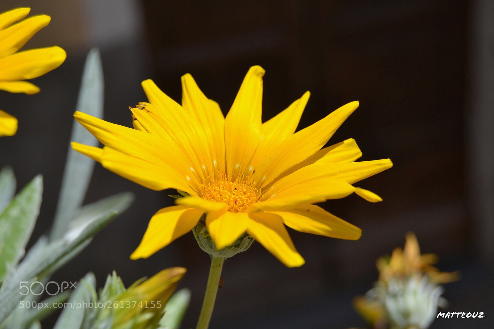 Nikon D3100 sample photo. Yellow flower photography