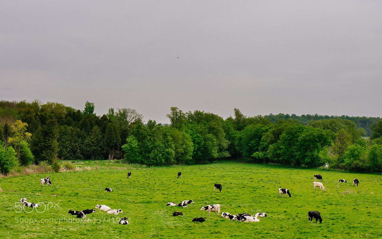 Nikon D700 sample photo. On a dairy farm photography