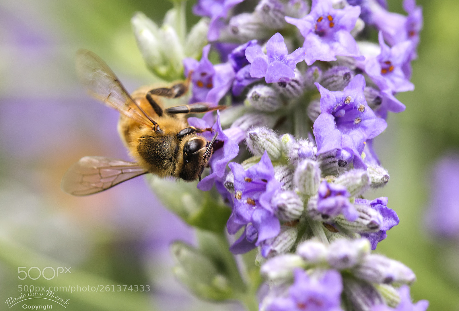 Canon EOS 6D sample photo. Bee photography