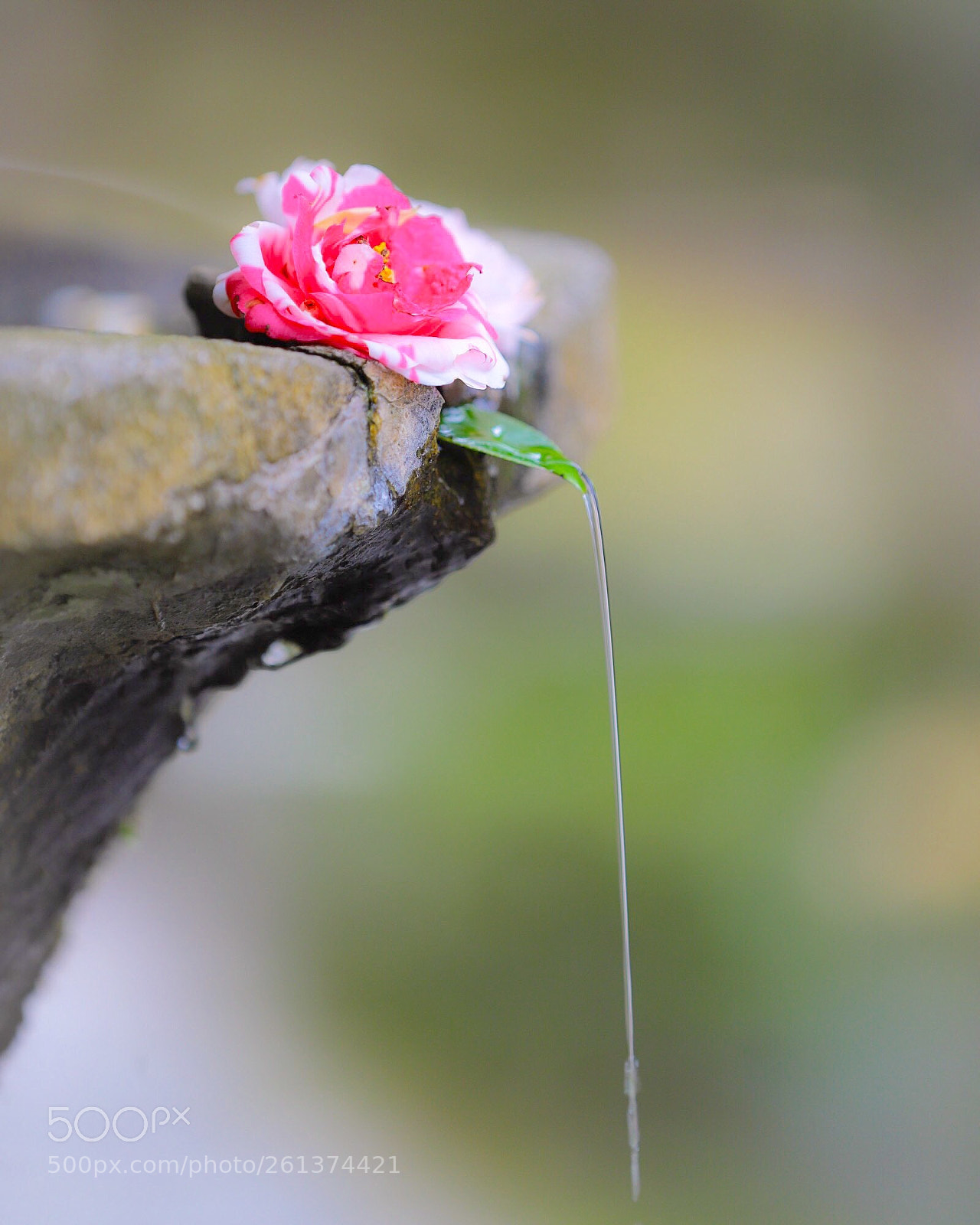 Canon EOS 6D Mark II sample photo. Drops of camellia  photography