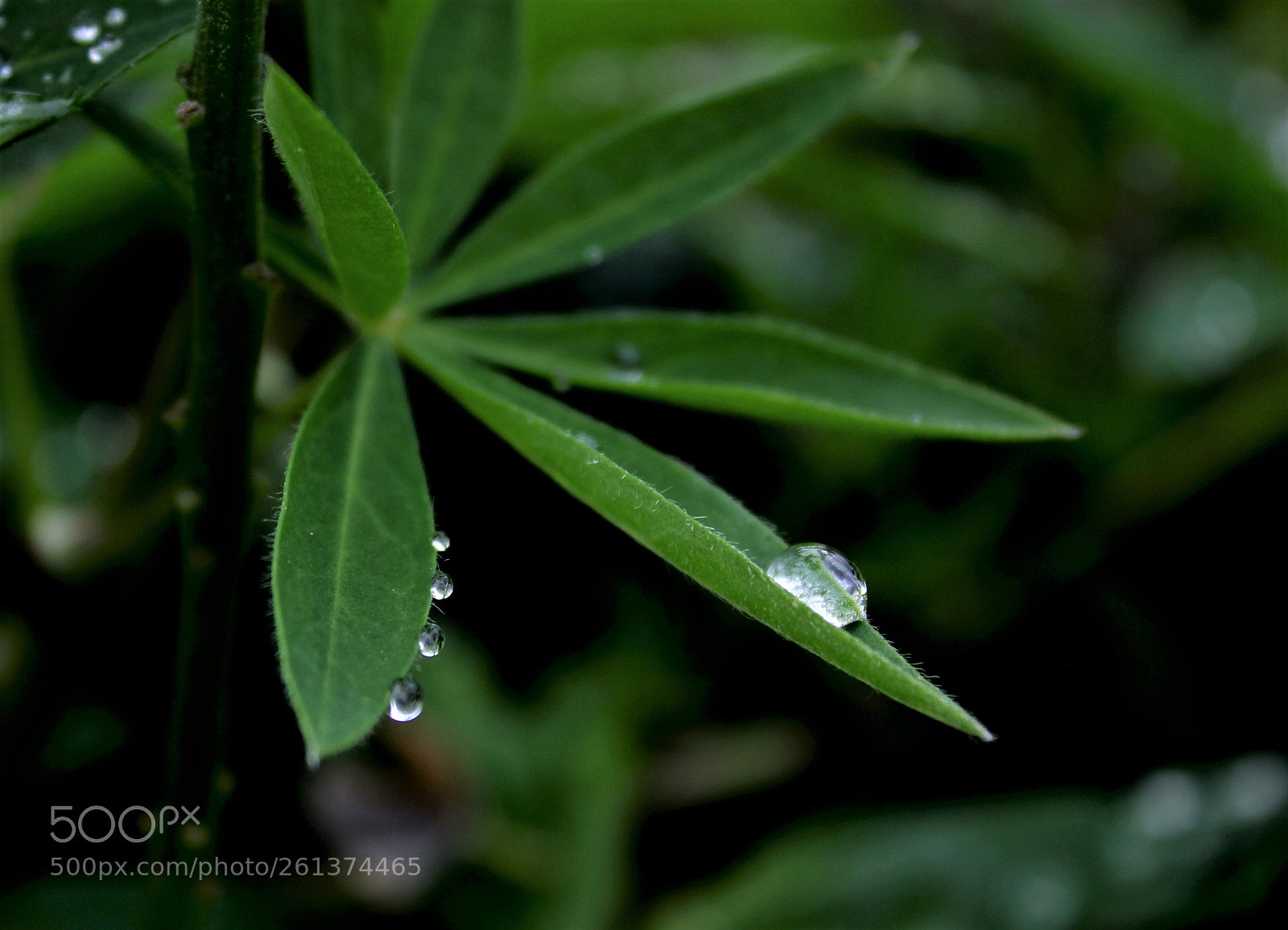 Canon EOS 550D (EOS Rebel T2i / EOS Kiss X4) sample photo. Droplet photography
