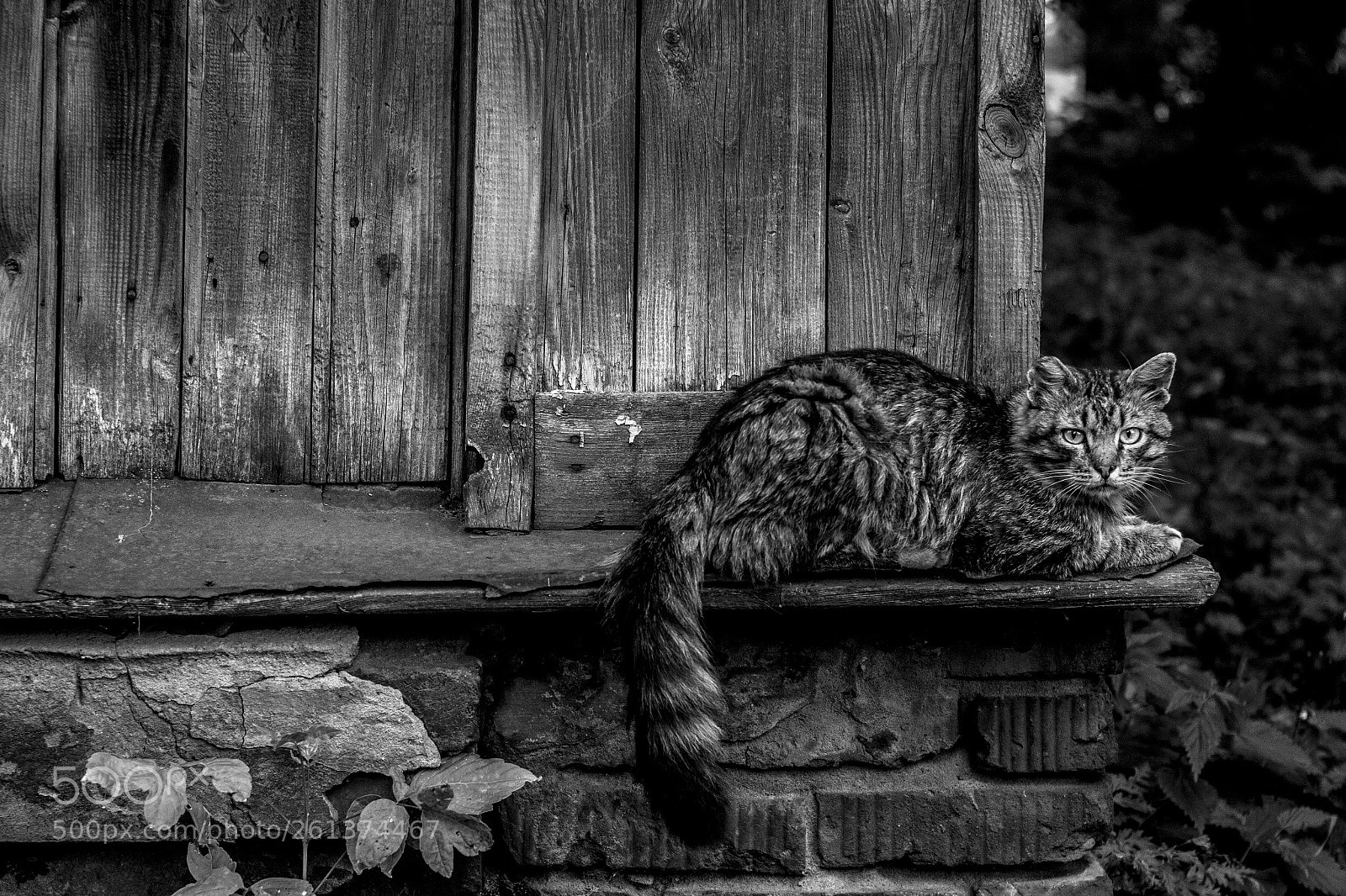 Canon EOS 60D sample photo. Cat photography