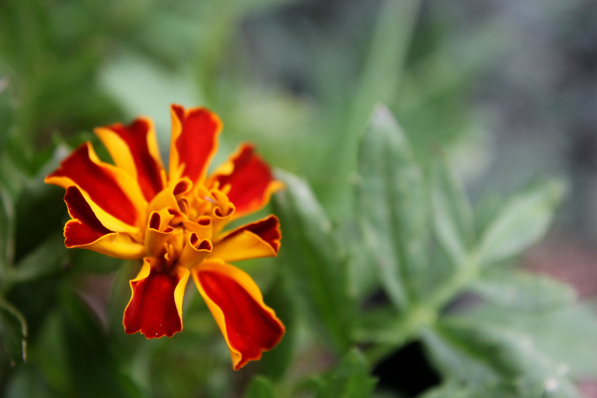 Canon EOS 550D (EOS Rebel T2i / EOS Kiss X4) sample photo. Curlmarigols photography