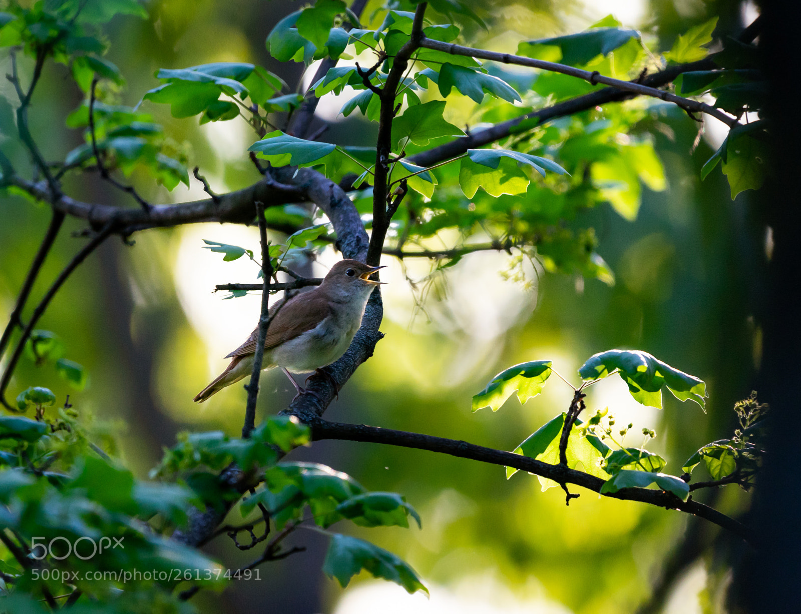 Sony a7 II sample photo. Nightingale photography