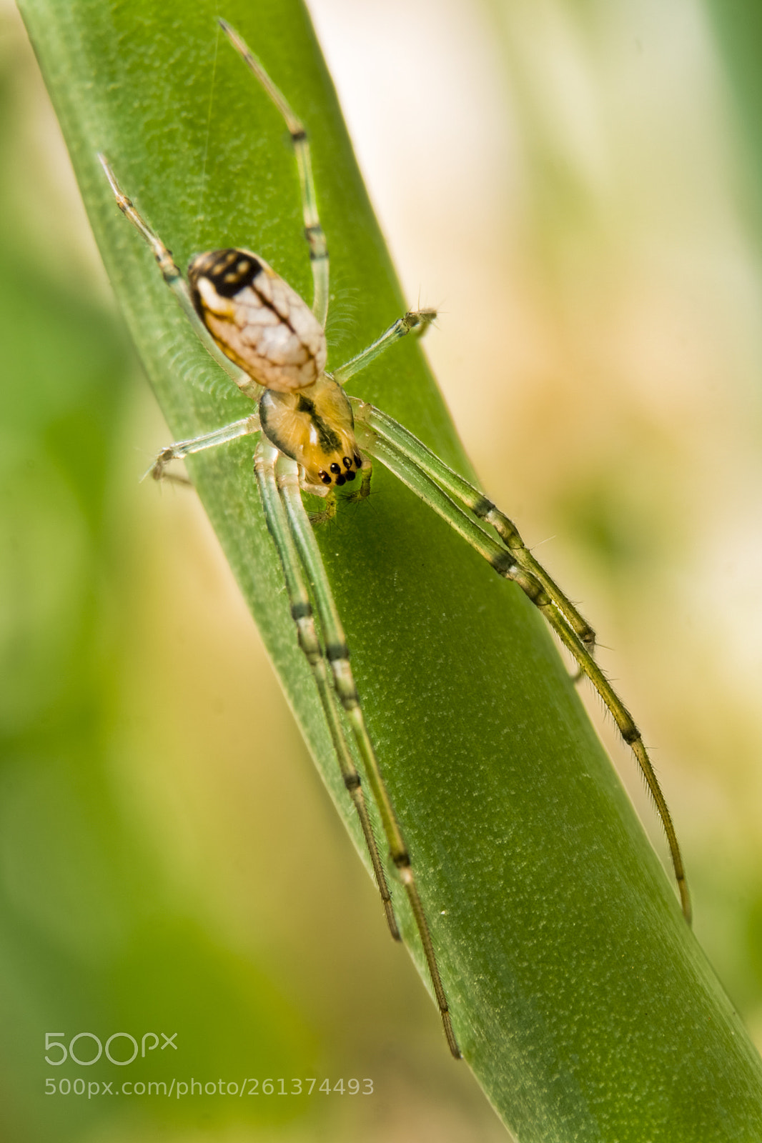 Sony a6000 sample photo. Spider photography
