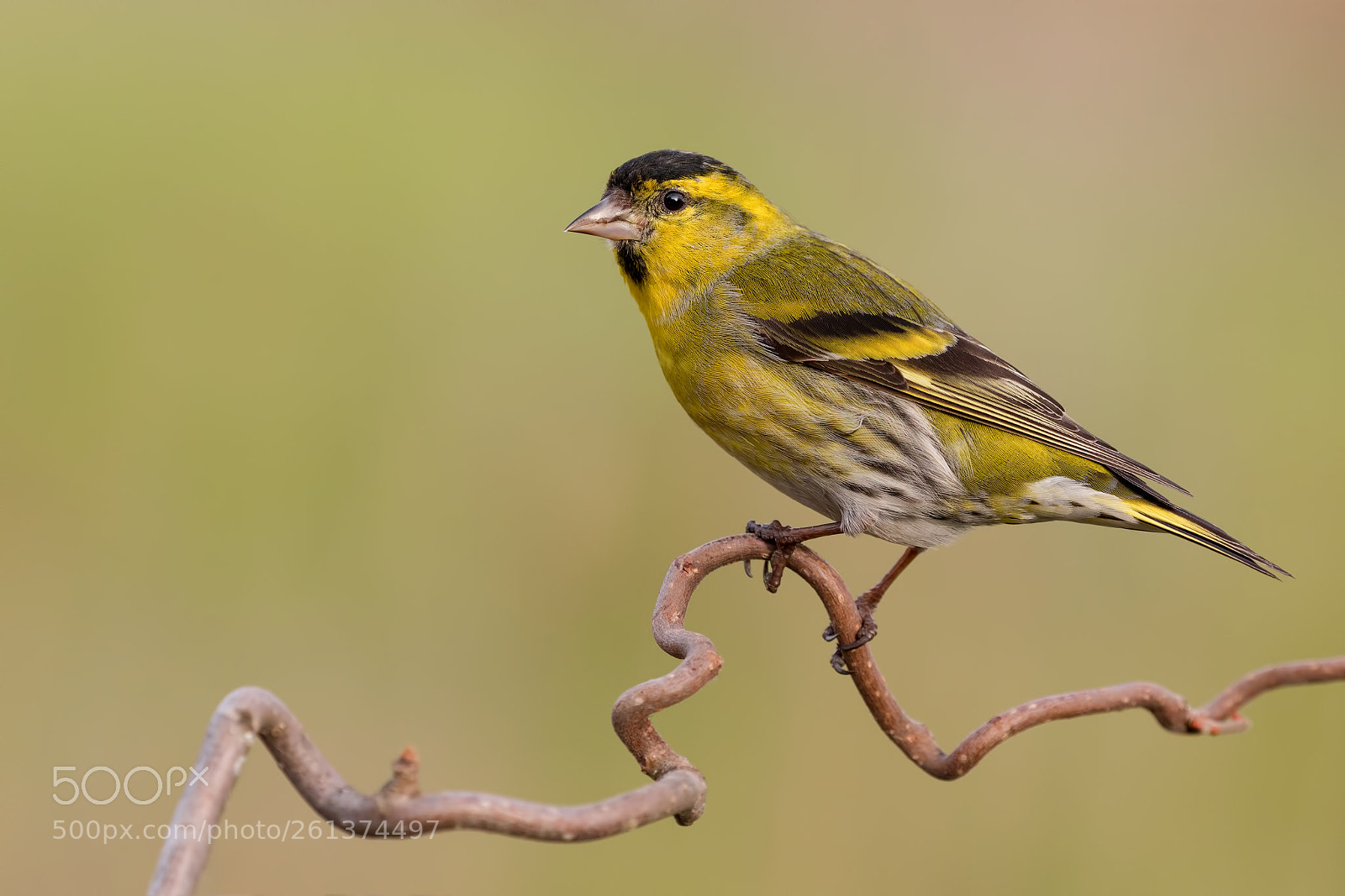 Canon EOS 5D Mark IV sample photo. Eurasian siskin composition photography