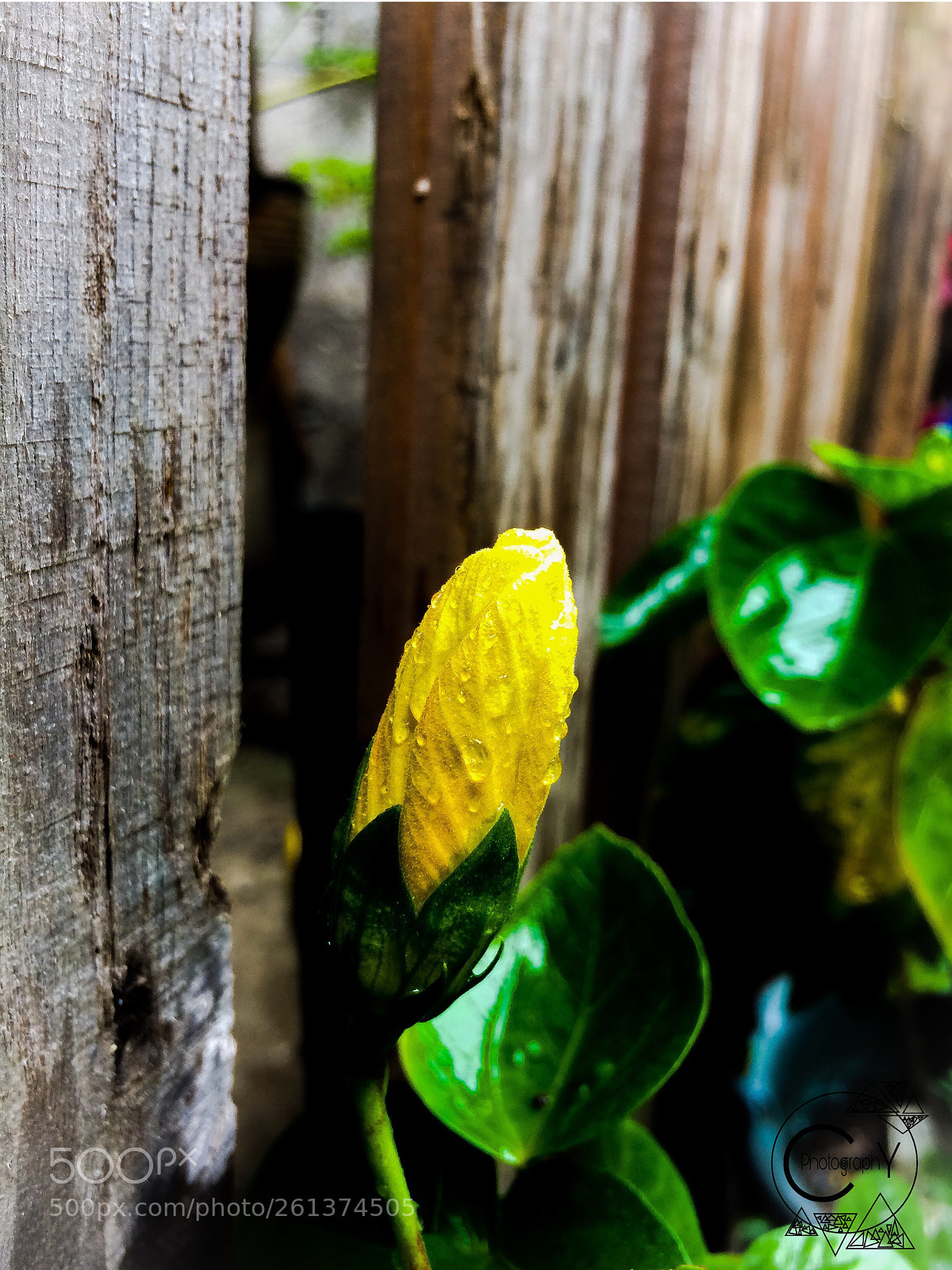 Apple iPhone 5s sample photo. After rain 2 photography