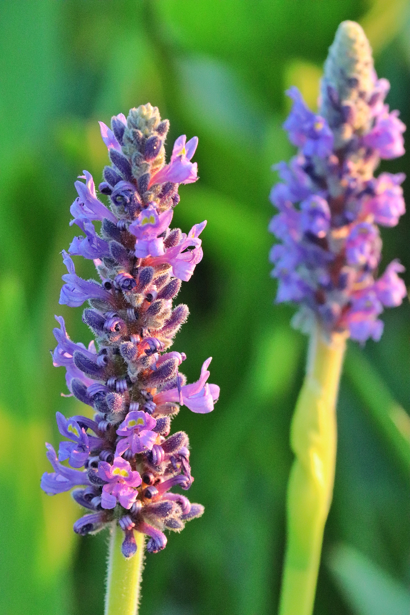 Canon EOS 800D (EOS Rebel T7i / EOS Kiss X9i) sample photo. Purple flowers photography