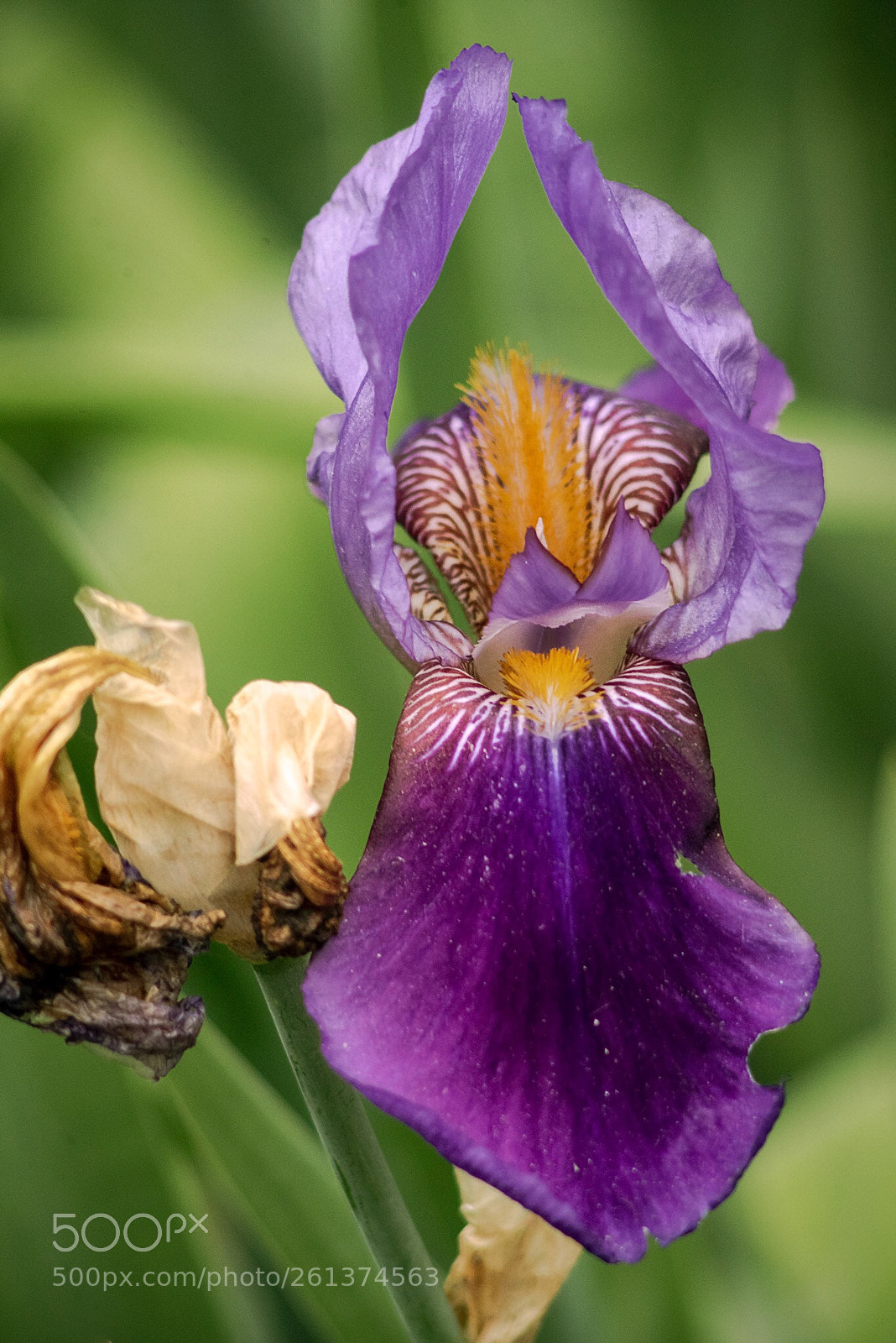 Nikon D750 sample photo. Iris photography