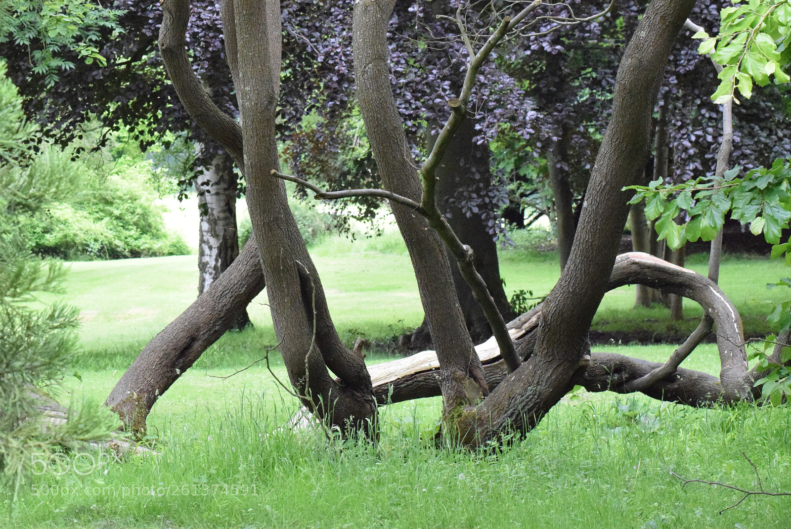 Nikon D3300 sample photo. Branches chaos photography