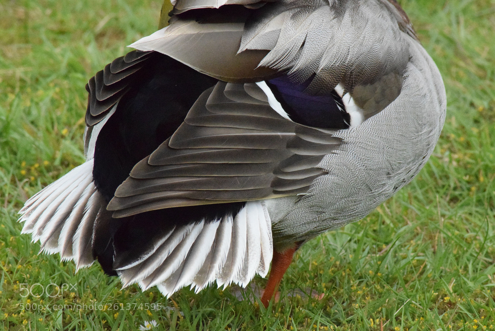 Nikon D3300 sample photo. Duck tail photography