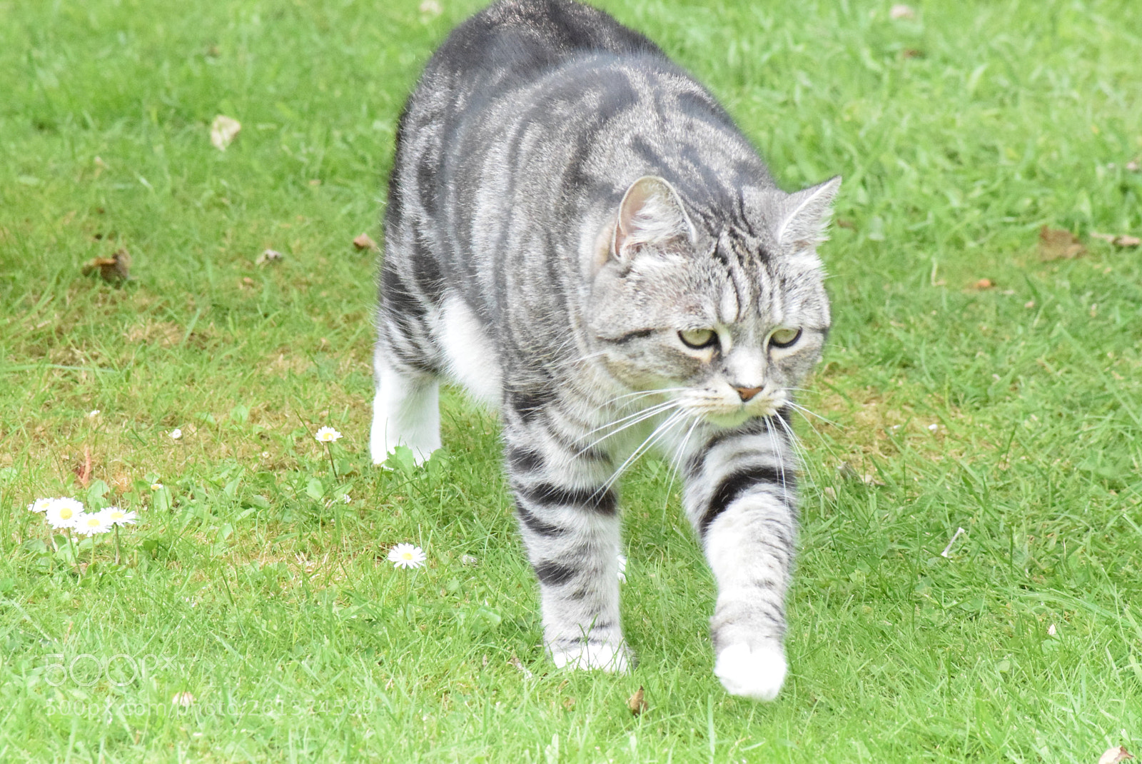 Nikon D3300 sample photo. On the prowl photography