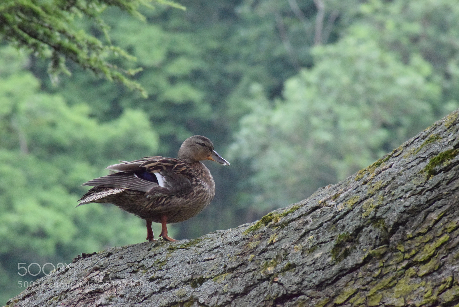 Nikon D3300 sample photo. Duck on a branch photography