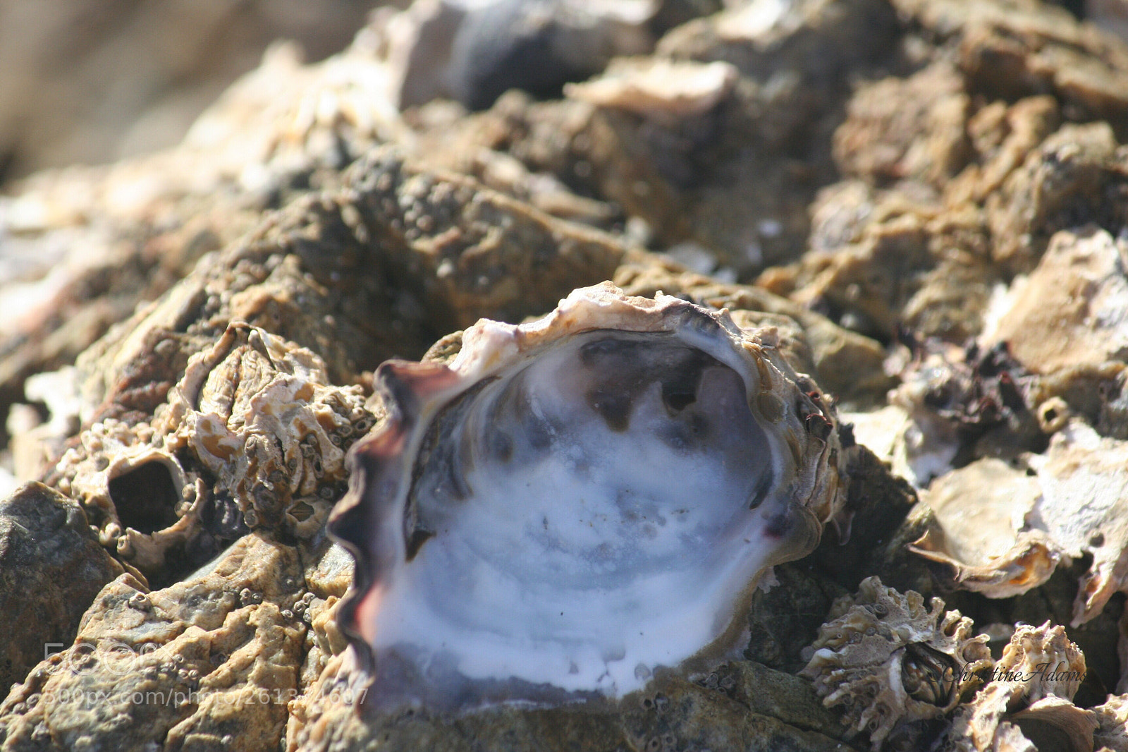 Canon EOS 350D (EOS Digital Rebel XT / EOS Kiss Digital N) sample photo. Seashells by the seashore photography