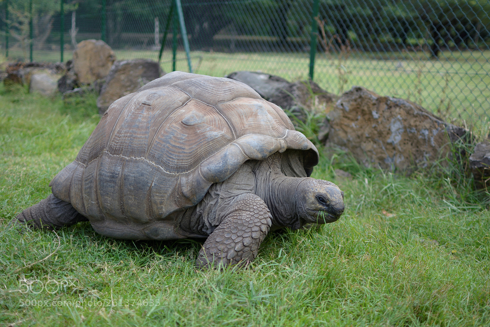 Nikon D5200 + Nikon AF-S DX Nikkor 35mm F1.8G sample photo. A giant turtle in photography