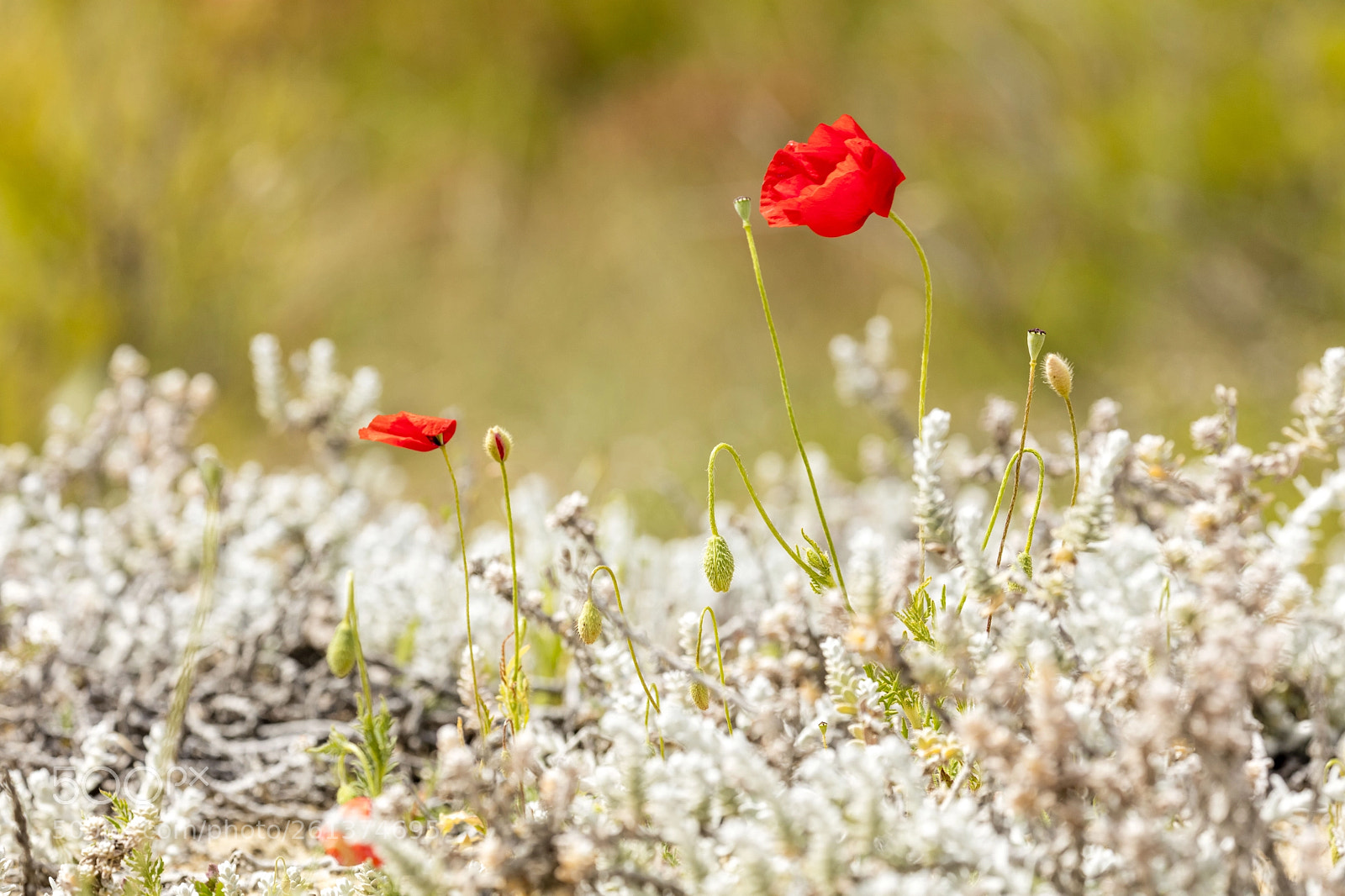 Canon EOS 5DS sample photo. Coquelicot photography