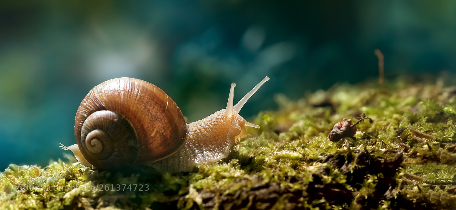 Nikon D800E sample photo. Snail on the march photography
