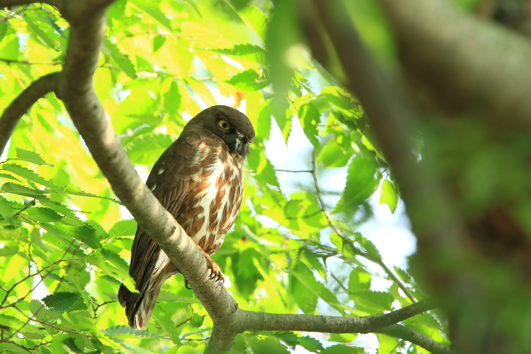 Canon EF 400mm F2.8L IS USM sample photo. Brown hawk owl  アオバズク photography