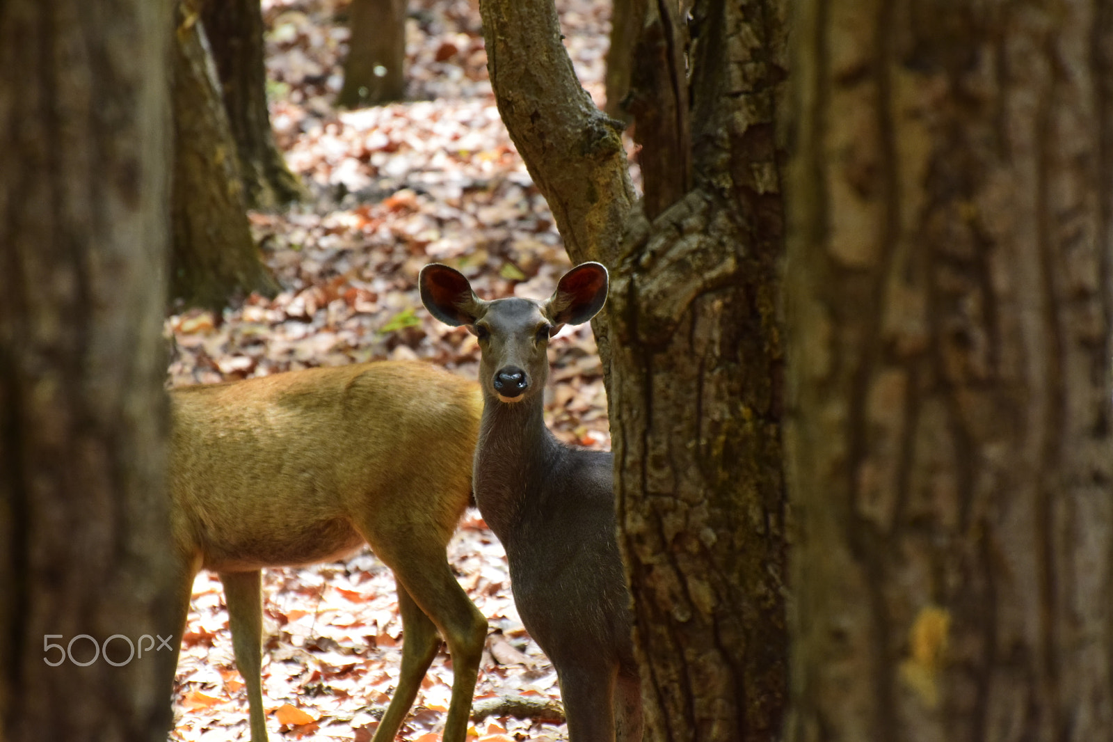 Nikon D5300 sample photo. Sambhar deer @ kanha tiger reserve 2018. photography