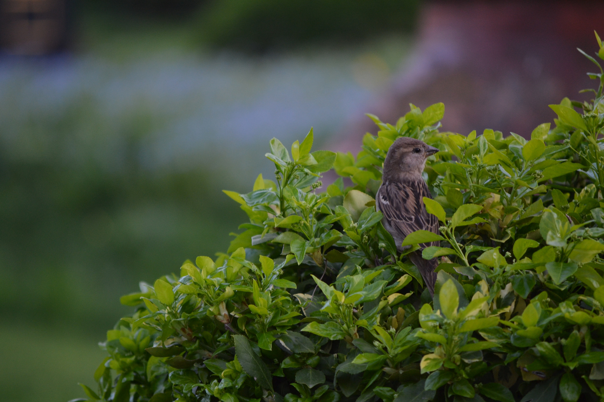 Nikon D3100 sample photo. Spring photography