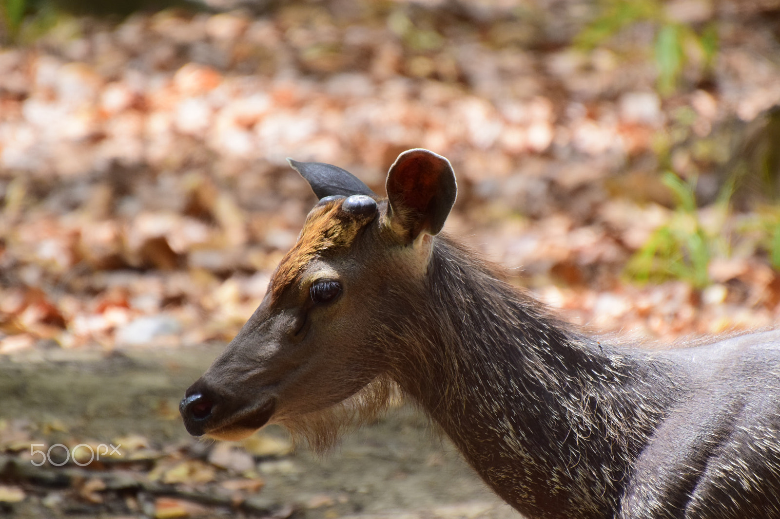 Nikon D5300 sample photo. Sambhar deer @ kanha tiger reserve 2018. photography