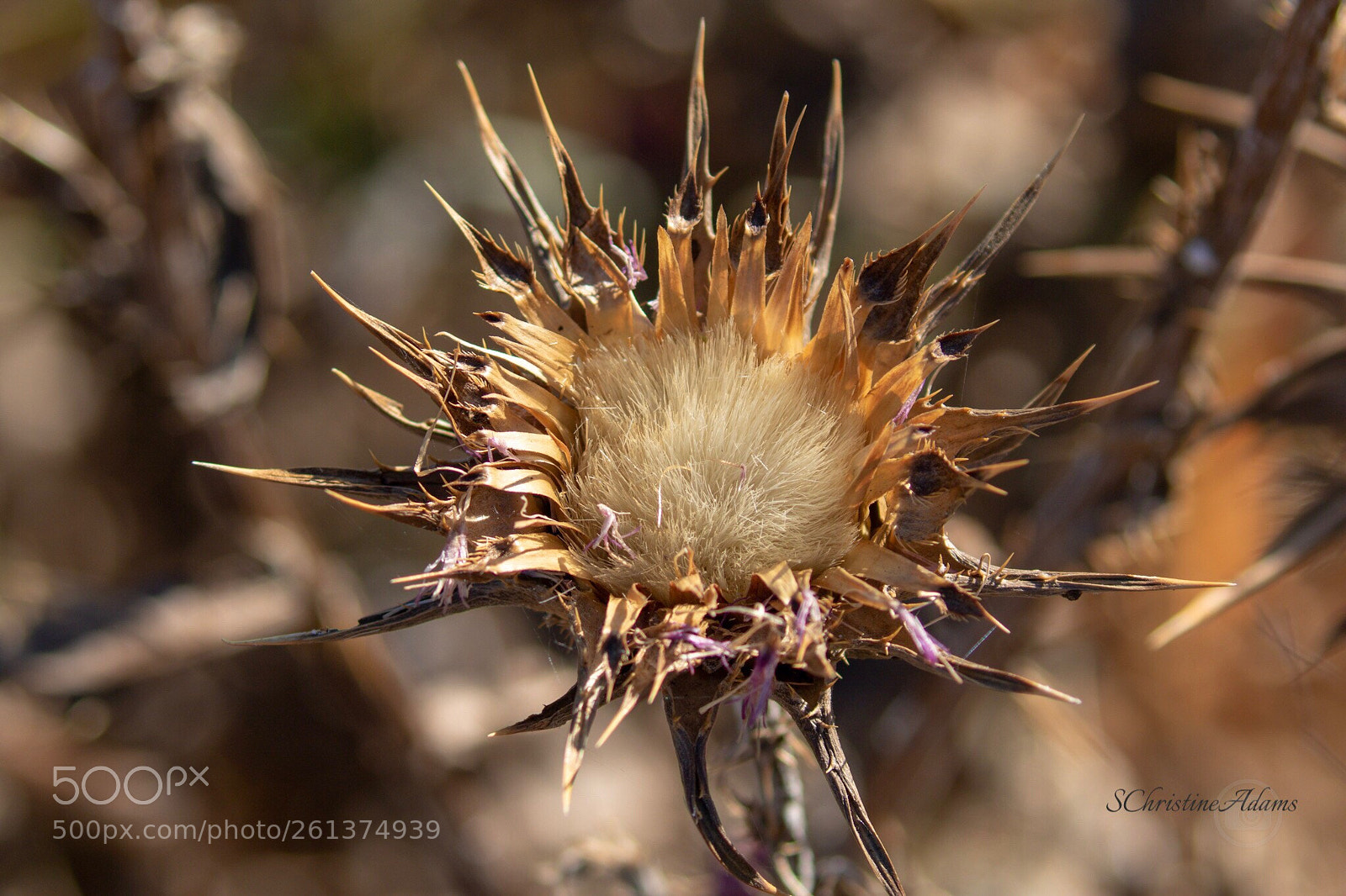Canon EOS 7D Mark II sample photo. In nature’s garden photography