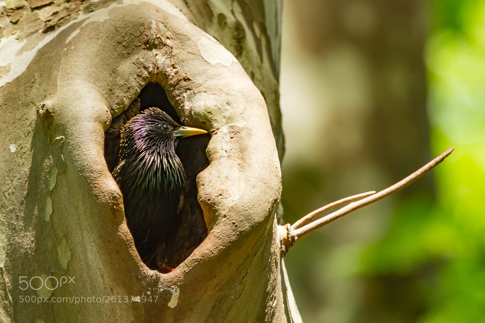 Canon EOS 7D sample photo. Common starling photography